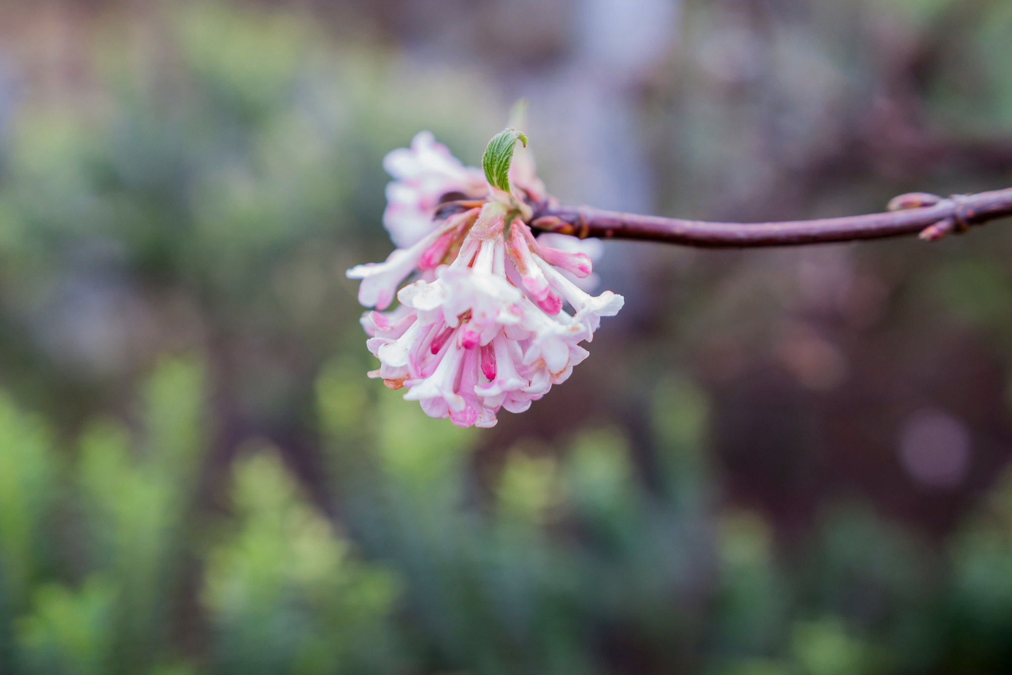 Sigma 18-35mm f/1.8 DC HSM sample photo. Lonely green leaf photography