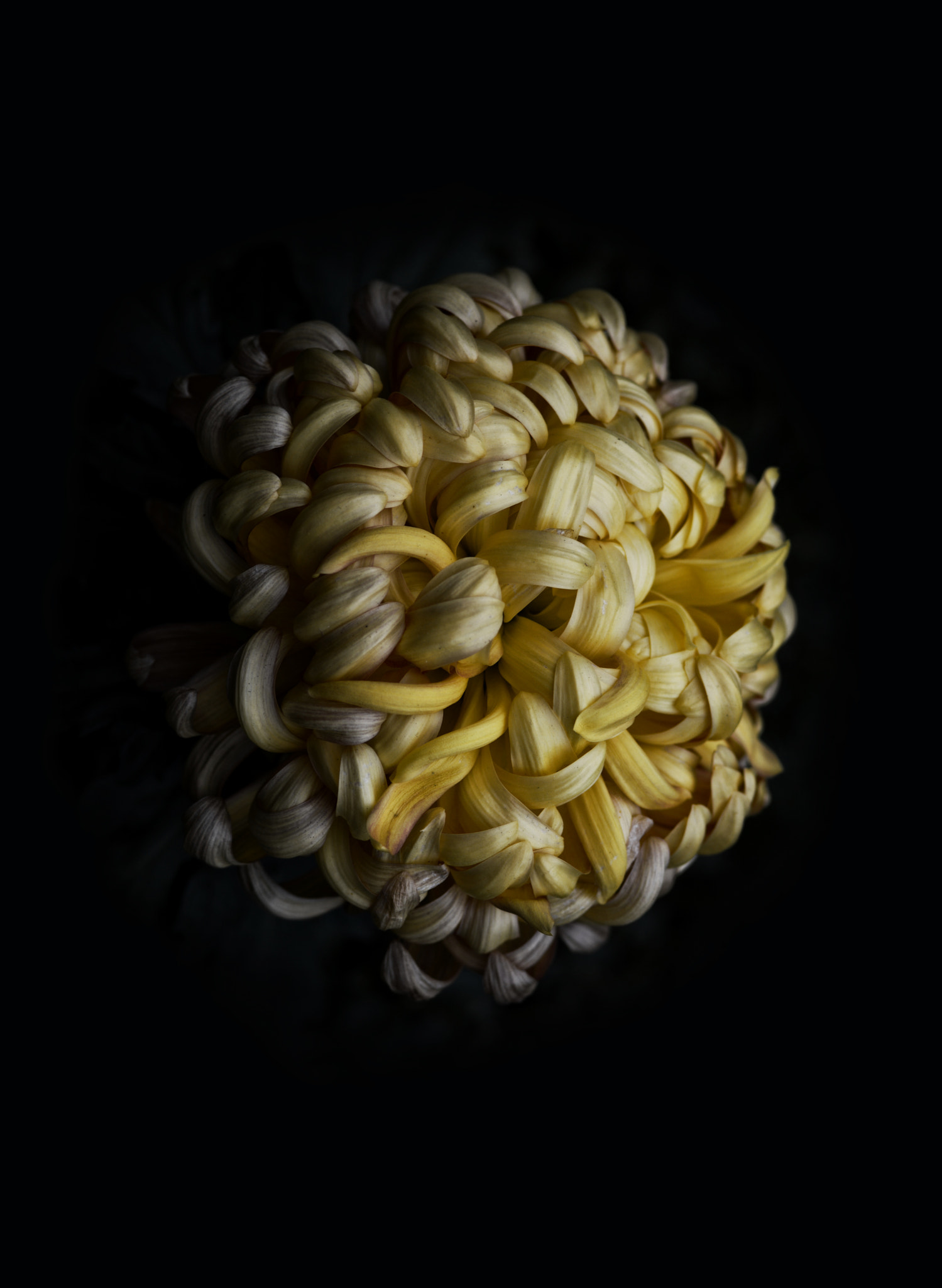 Nikon D7100 + AF Micro-Nikkor 105mm f/2.8 sample photo. Out of the dark photography
