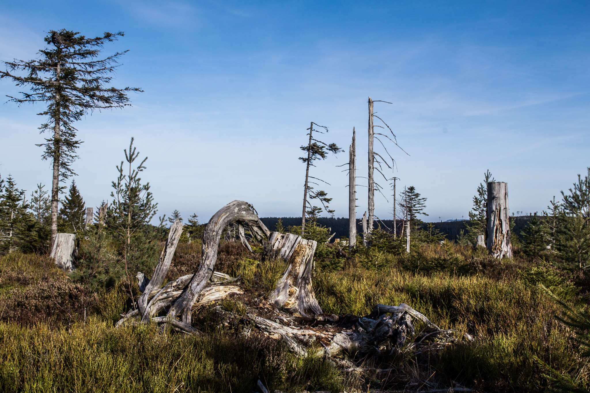 Sigma 17-70mm F2.8-4 DC Macro OS HSM sample photo. Blackforest photography
