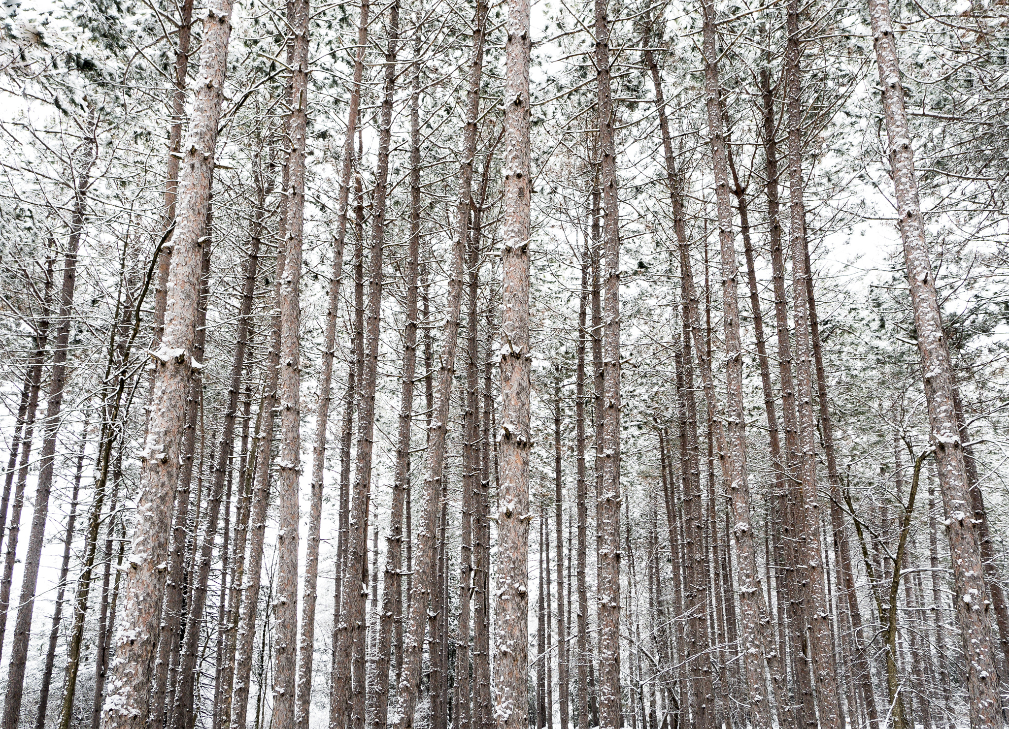 Olympus OM-D E-M5 II + OLYMPUS M.12mm F2.0 sample photo. Tall tall trees photography