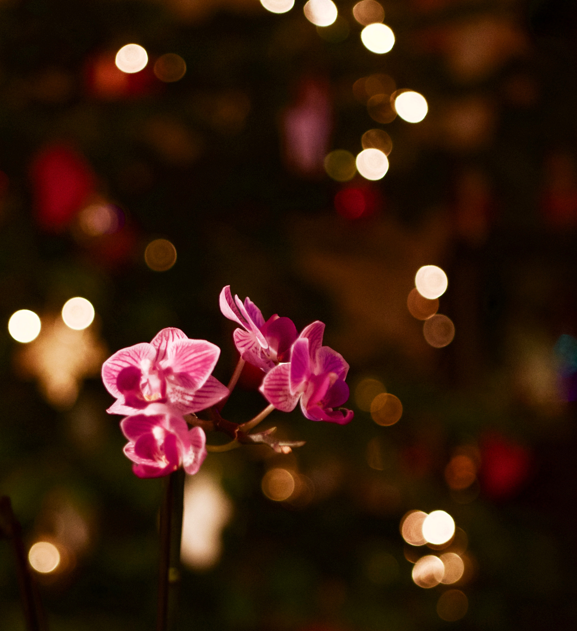Panasonic Lumix DMC-G7 + LUMIX G 25/F1.7 sample photo. Orchid photography