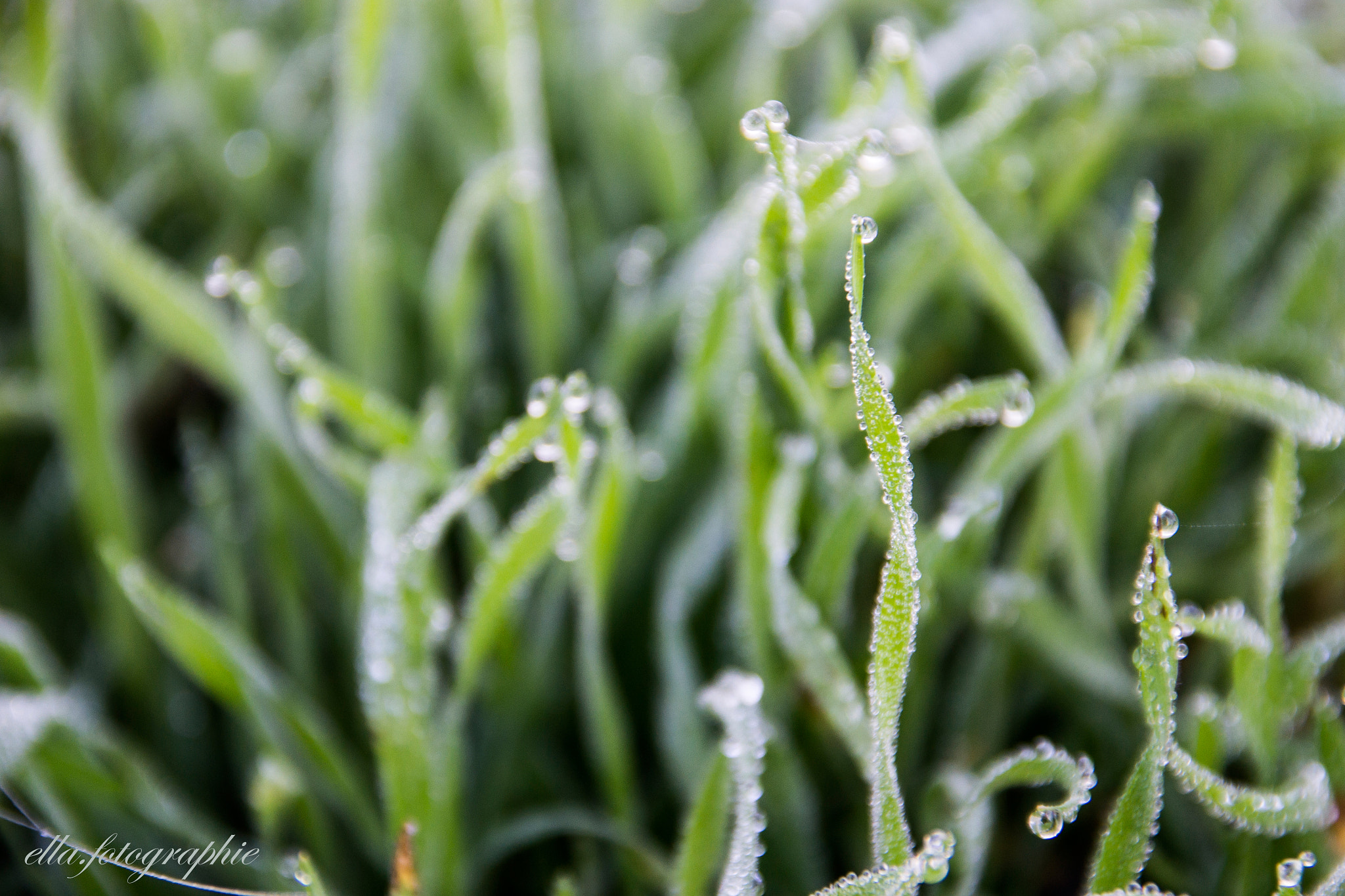 Sigma 18-125mm F3.8-5.6 DC OS HSM sample photo. Dewdrops photography