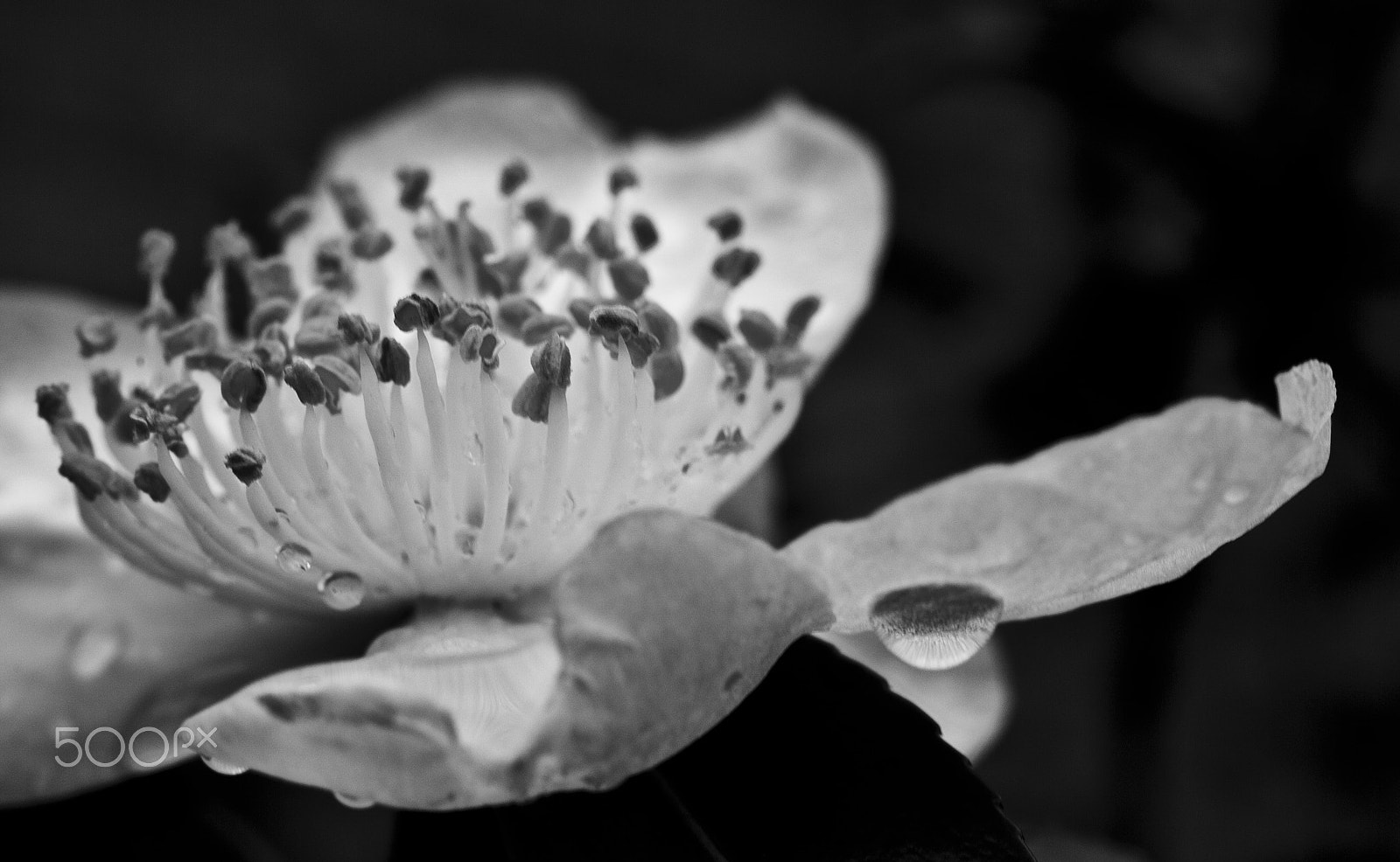 Canon EF 50mm F2.5 Macro sample photo. Little drops photography
