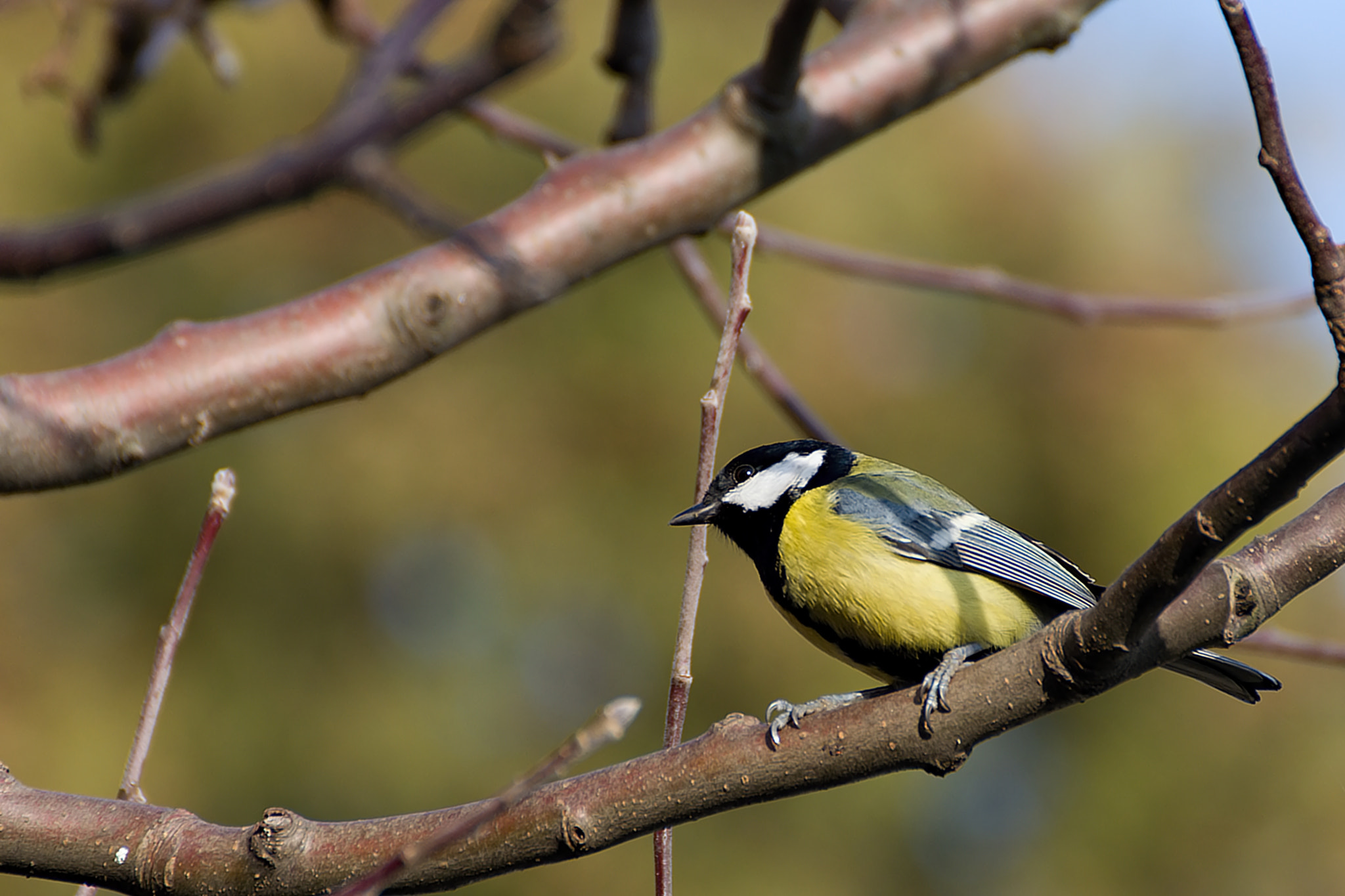 Nikon D5200 + 70.00 - 300.00 mm f/4.0 - 5.6 sample photo. Sýkora koňadra photography