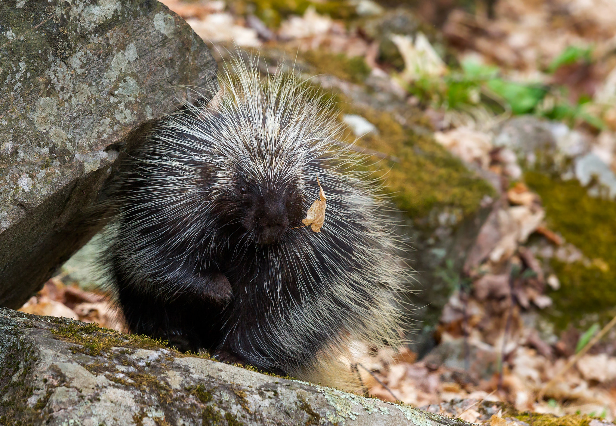 Canon EOS-1D Mark IV + Canon EF 70-200mm F4L IS USM sample photo. North american porcupine photography
