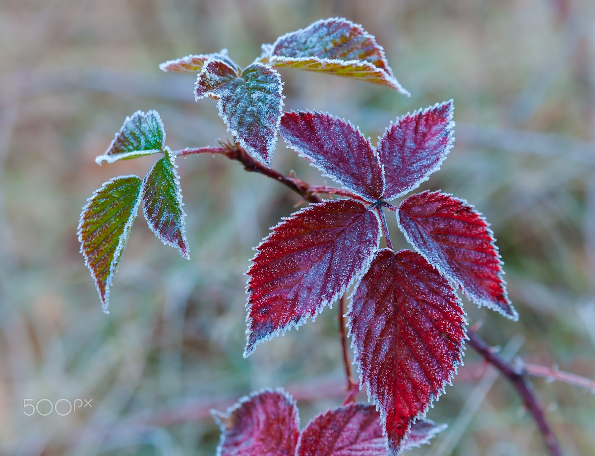 Nikon D80 + Tamron AF 28-75mm F2.8 XR Di LD Aspherical (IF) sample photo. Frost. photography