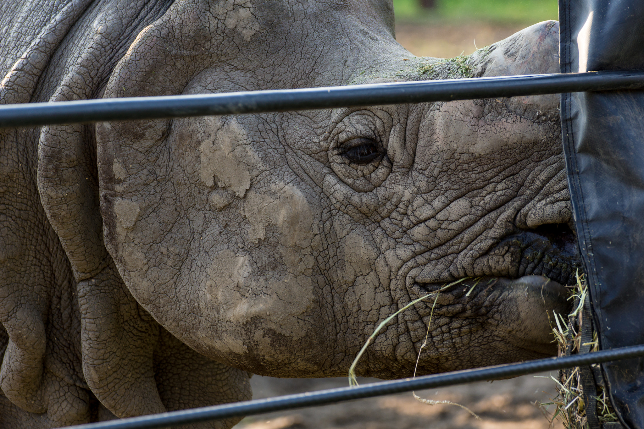 Tamron SP 70-300mm F4-5.6 Di USD sample photo. Rhino photography