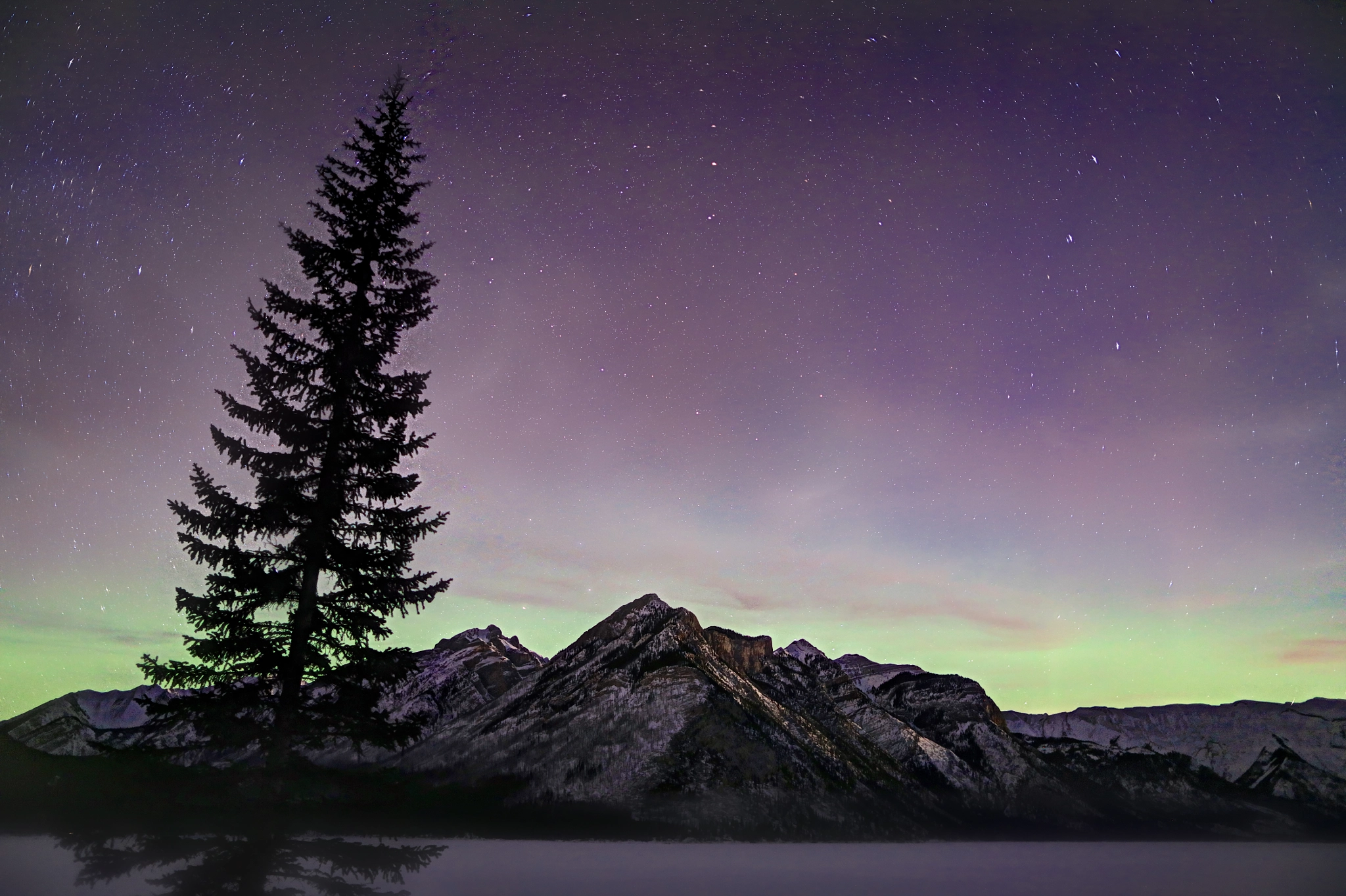 Canon EF 24mm F1.4L II USM sample photo. Lone aurora tree - lake minnewanka banff photography