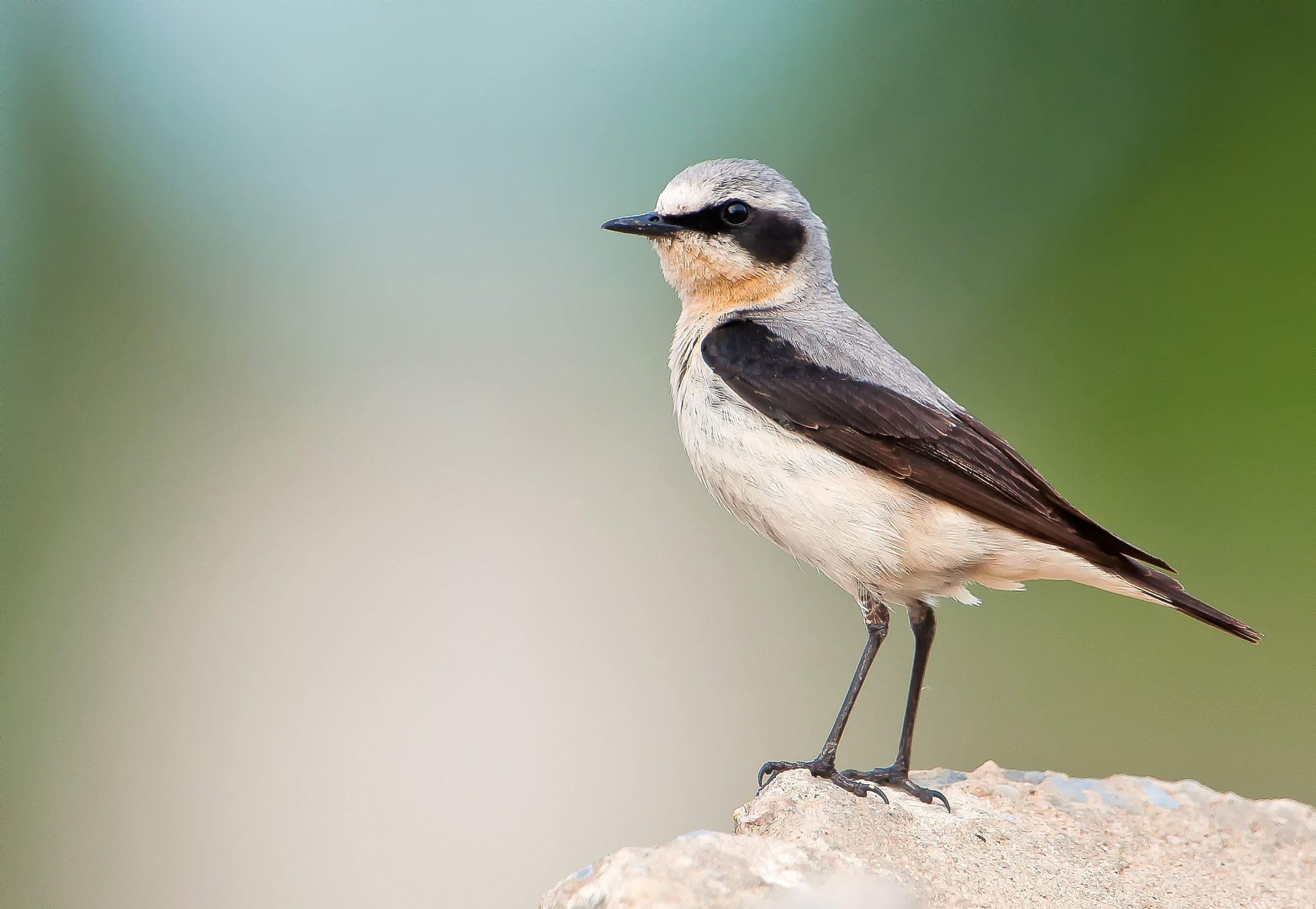 Nikon D90 + Nikon AF-S Nikkor 600mm F4G ED VR sample photo. Wheatear photography