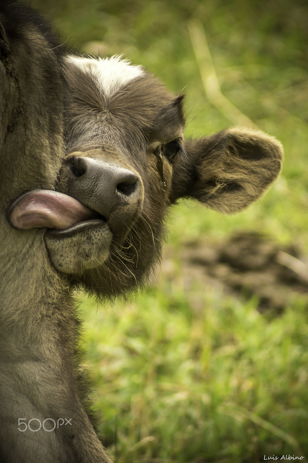 Sony 75-300mm F4.5-5.6 sample photo. Look at my tongue! photography