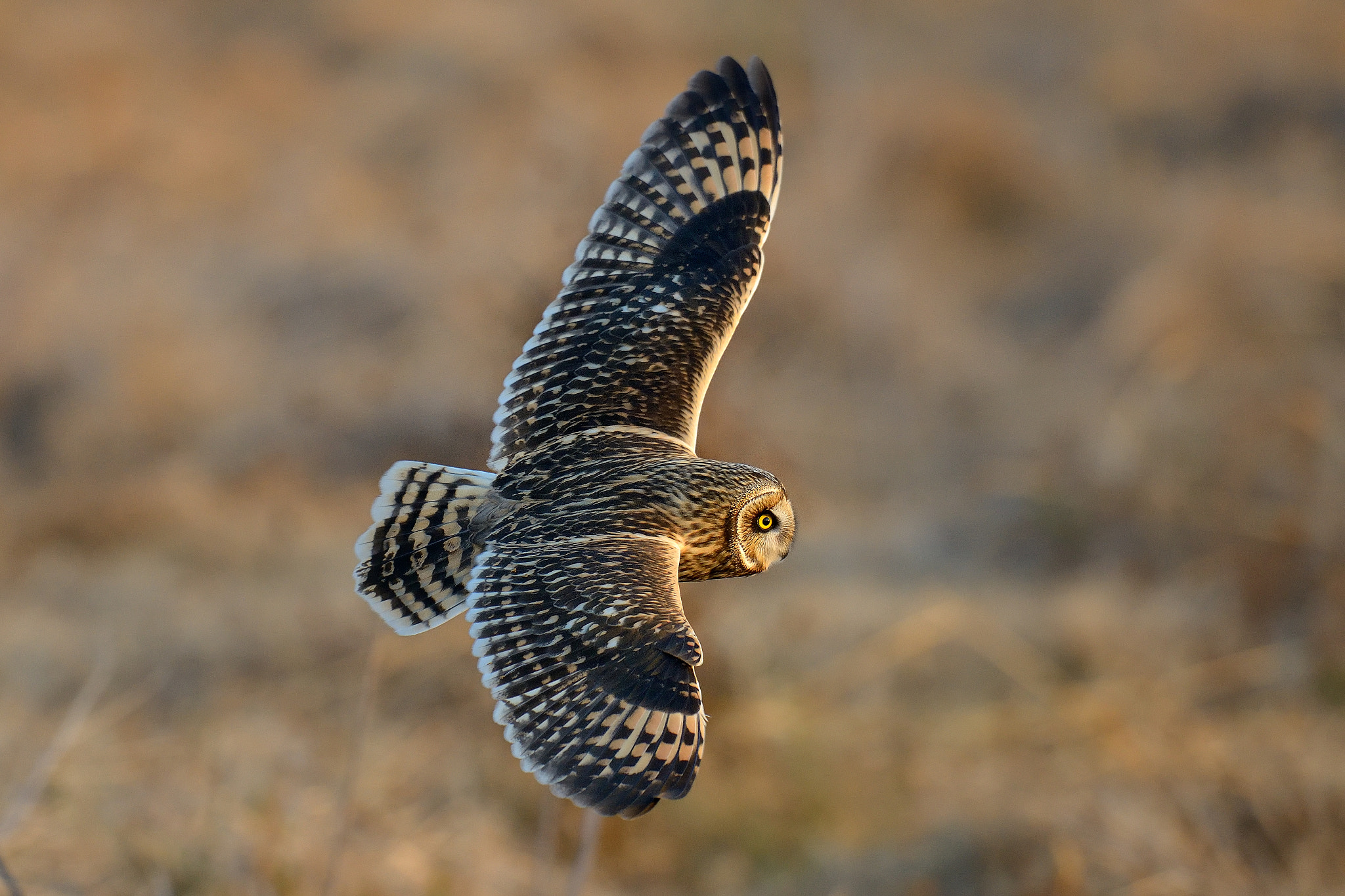 Nikon D800 + Nikon AF-S Nikkor 600mm F4G ED VR sample photo. Short-eared owl！ photography