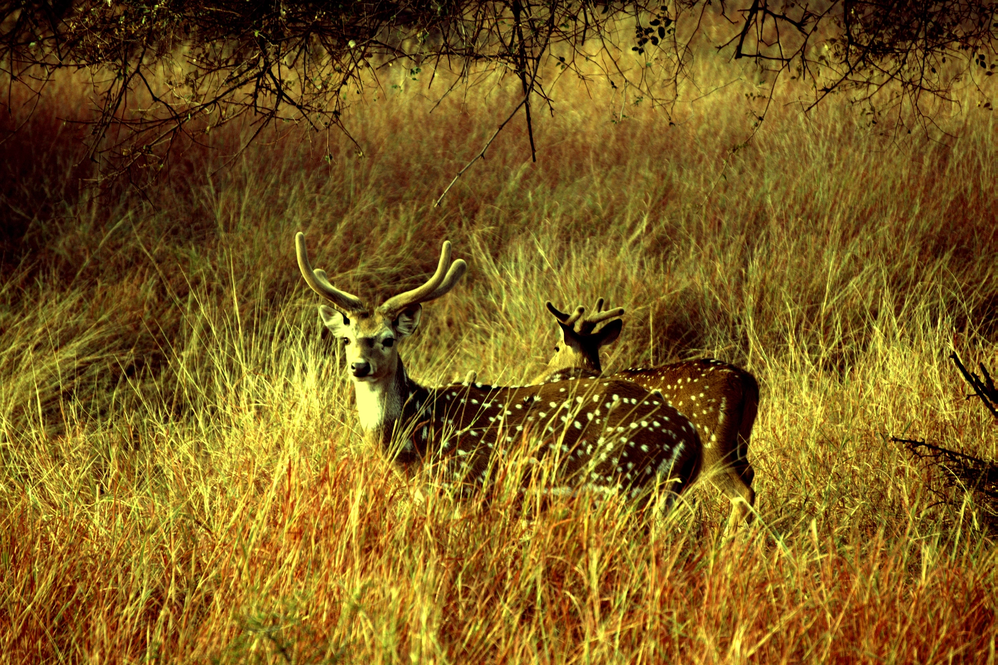 Sony E 55-210mm F4.5-6.3 OSS sample photo. Wild spotted deer in ranthambore park, india photography