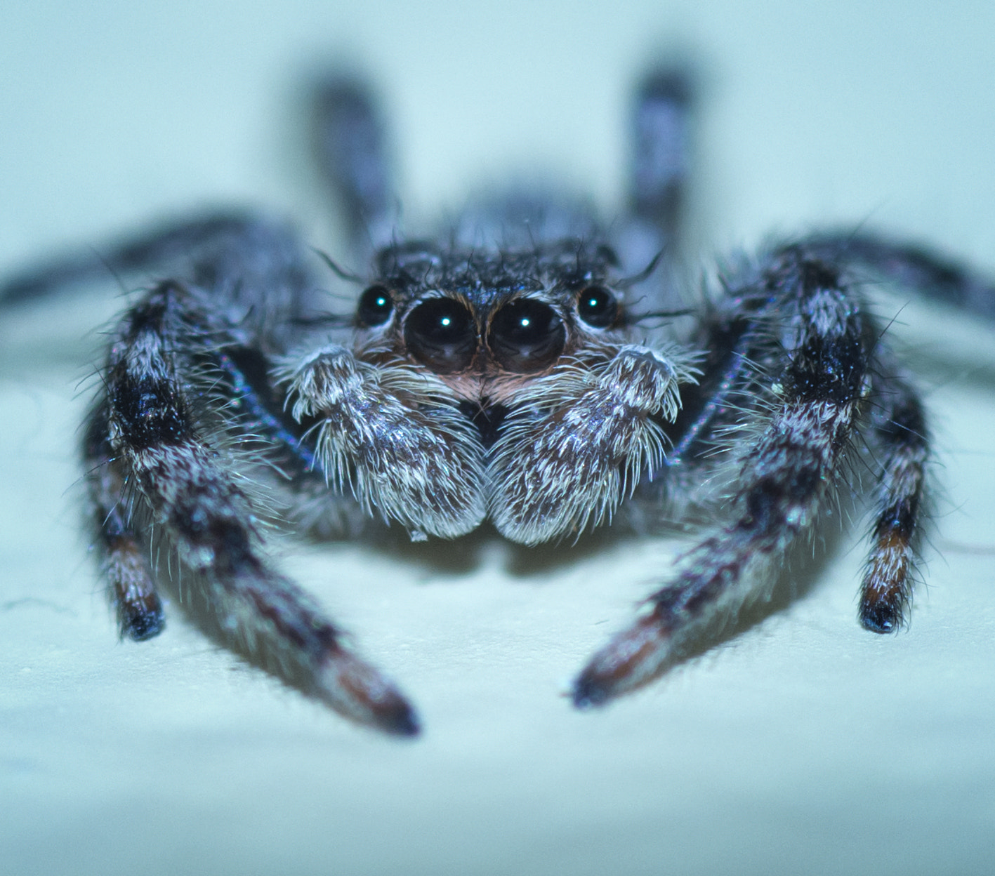 Tamron SP AF 90mm F2.8 Di Macro sample photo. Jumping spider photography
