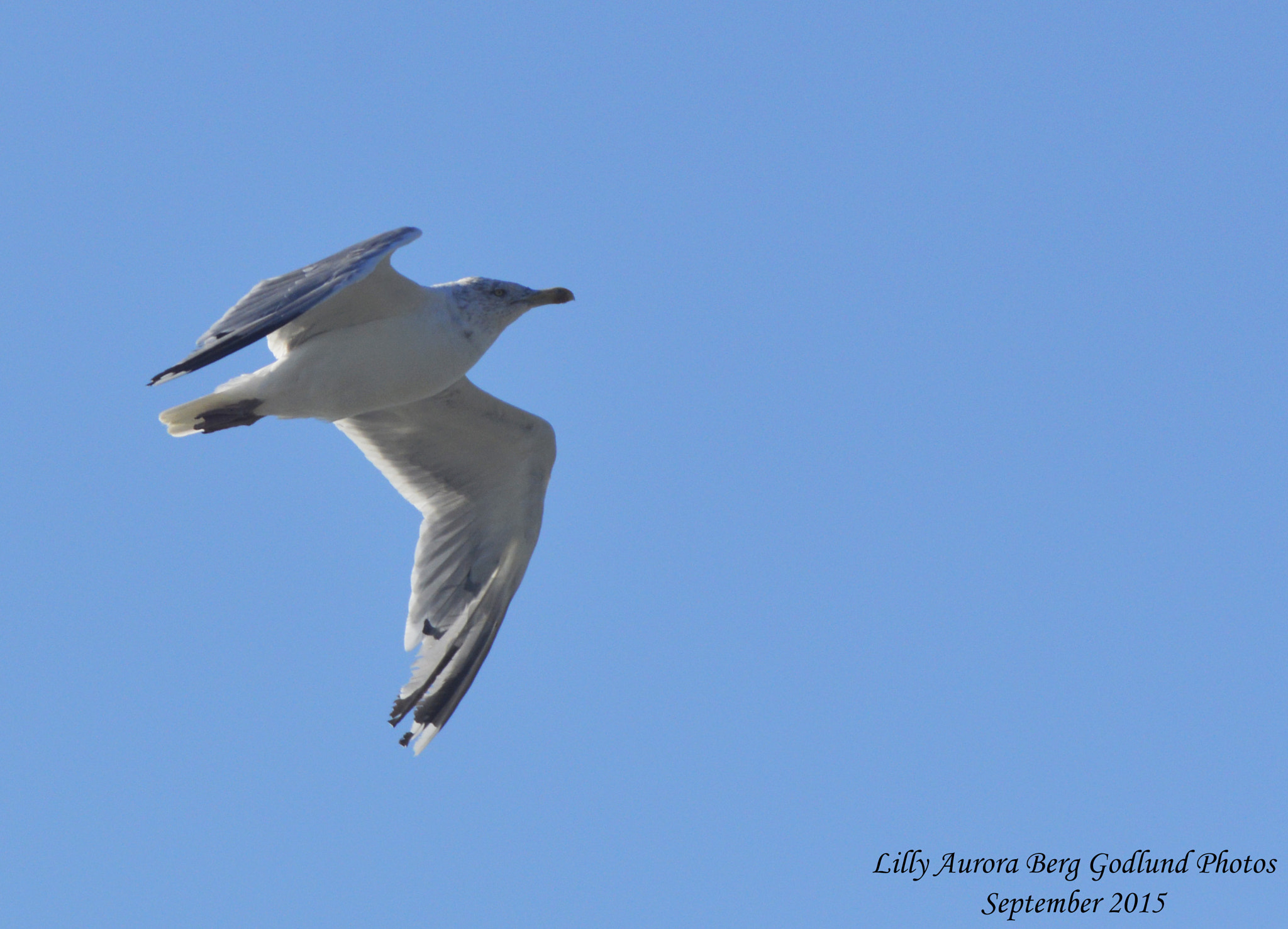 Nikon D3200 + Nikon AF-S Nikkor 300mm F4D ED-IF sample photo. Flying bird photography