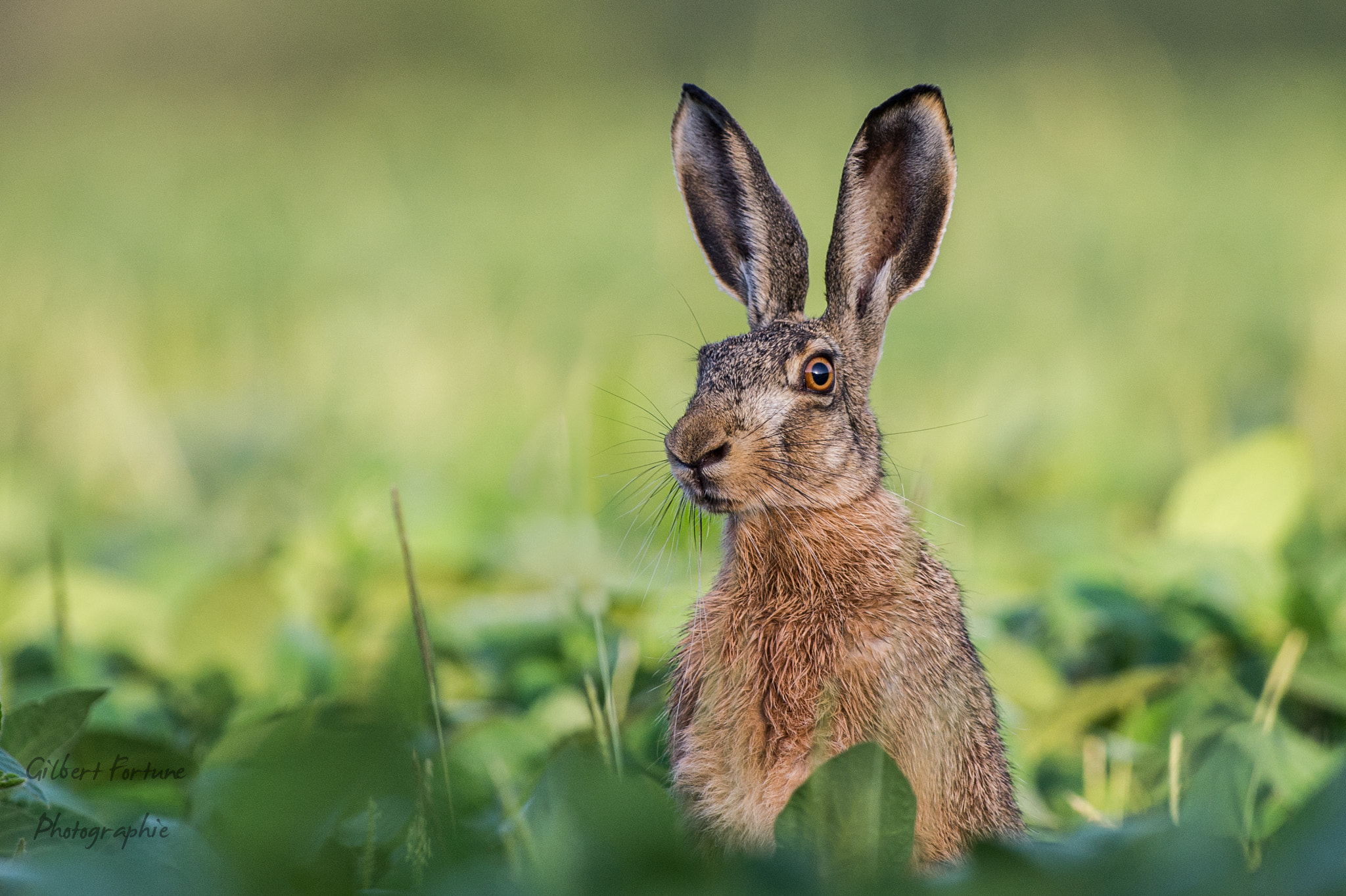 Nikon AF-S Nikkor 300mm F2.8G ED VR II sample photo. Bunny photography