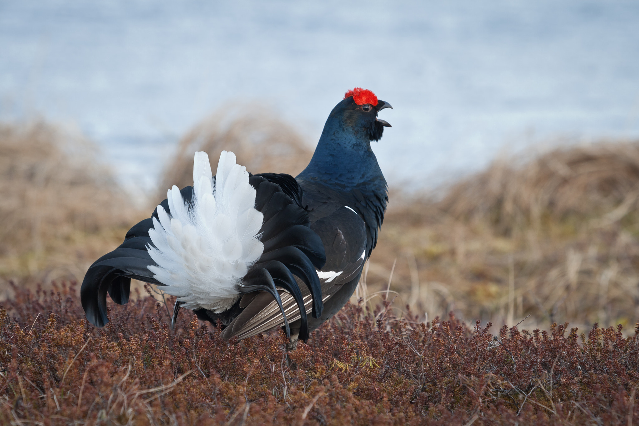 Canon EF 70-200mm F2.8L USM sample photo. Black grouse photography