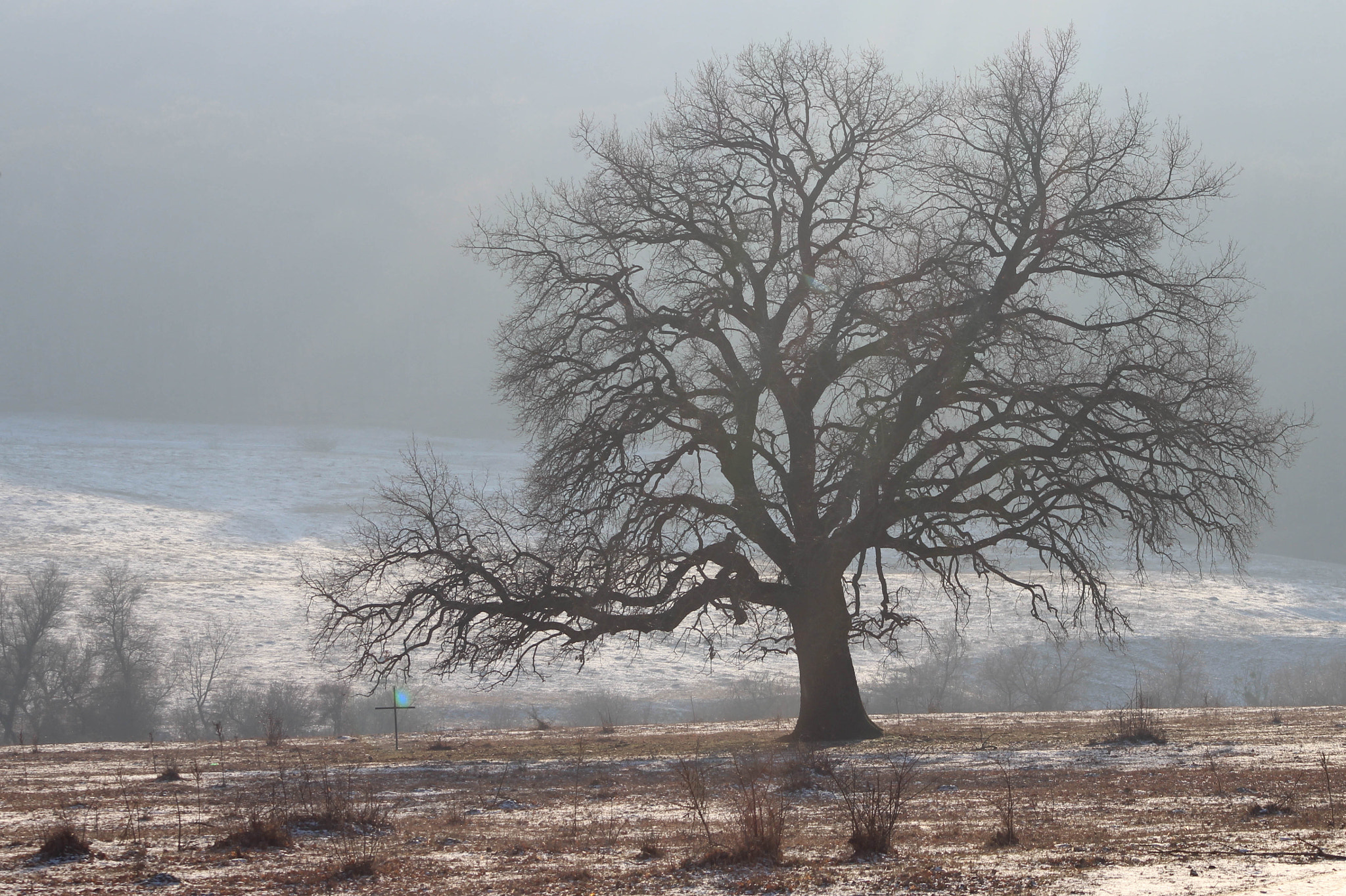 Canon EOS 1200D (EOS Rebel T5 / EOS Kiss X70 / EOS Hi) + Canon EF 90-300mm F4.5-5.6 USM sample photo. Frozen old oak tree photography