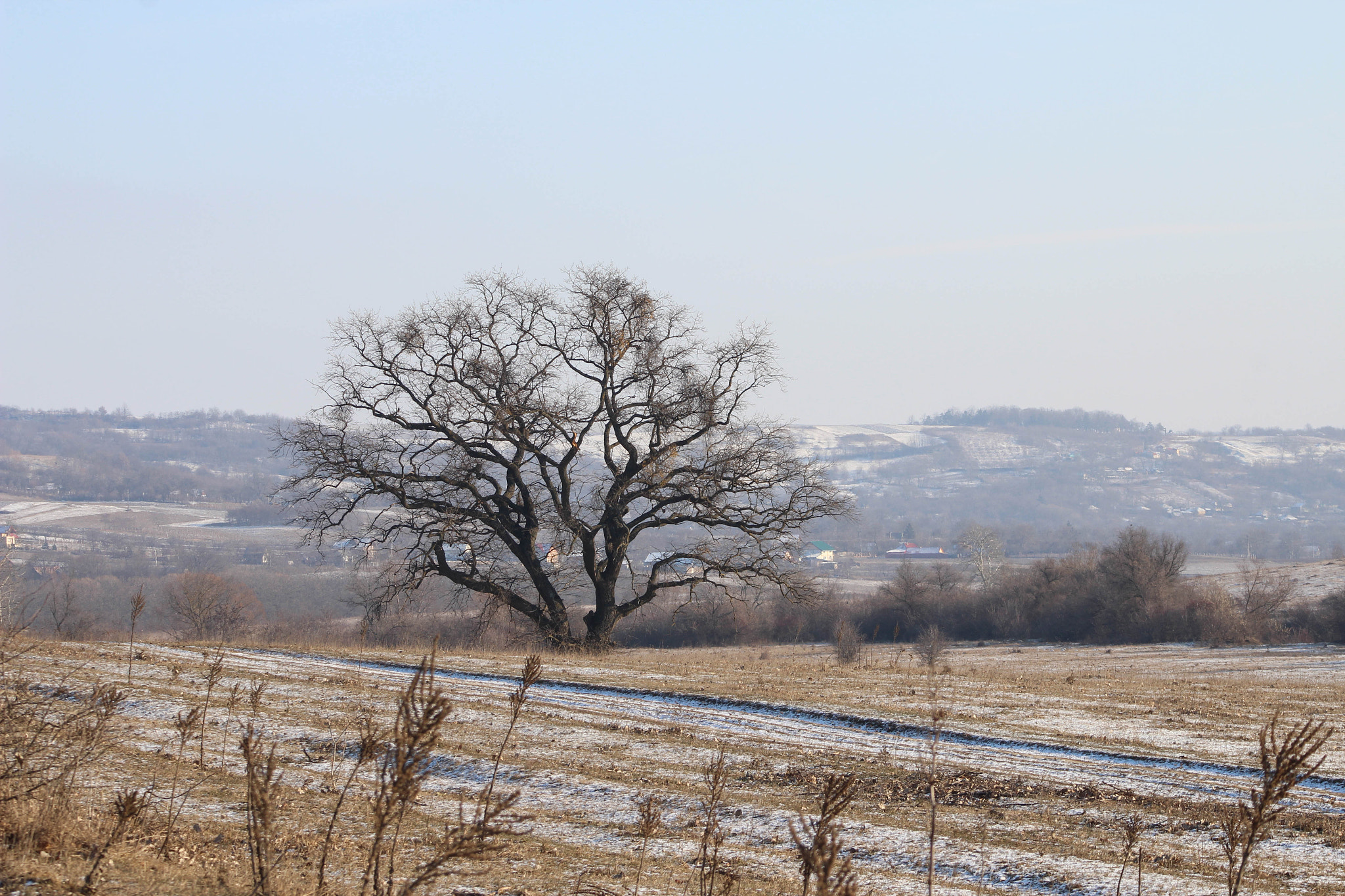 Canon EOS 1200D (EOS Rebel T5 / EOS Kiss X70 / EOS Hi) + Canon EF 90-300mm F4.5-5.6 USM sample photo. Frozen old oak tree photography