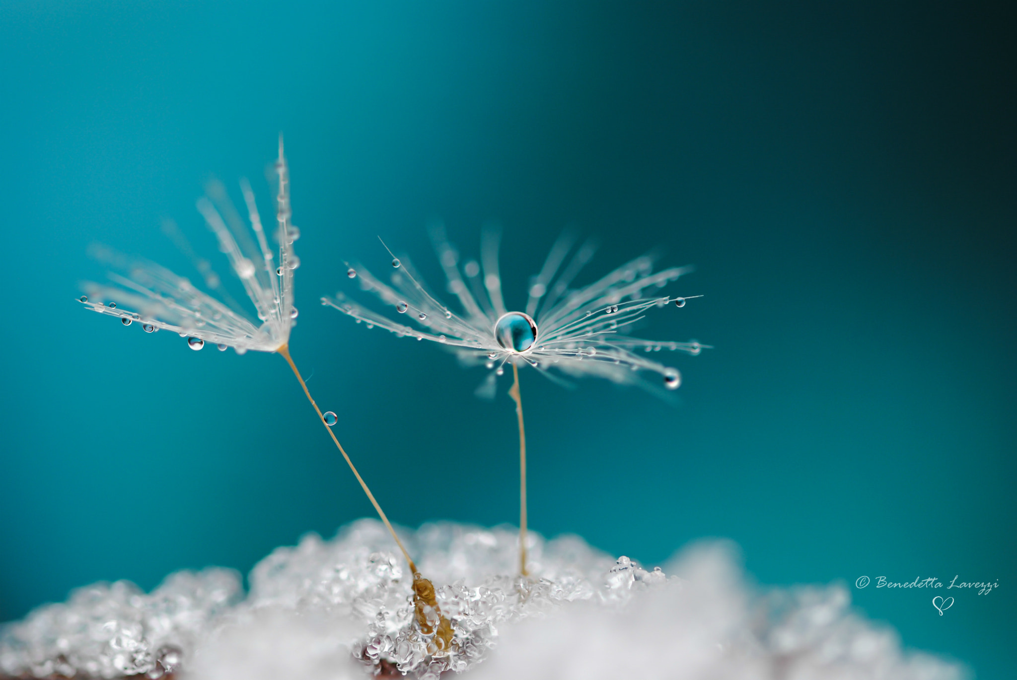 Sigma 105mm F2.8 EX DG OS HSM sample photo. Under the snow photography