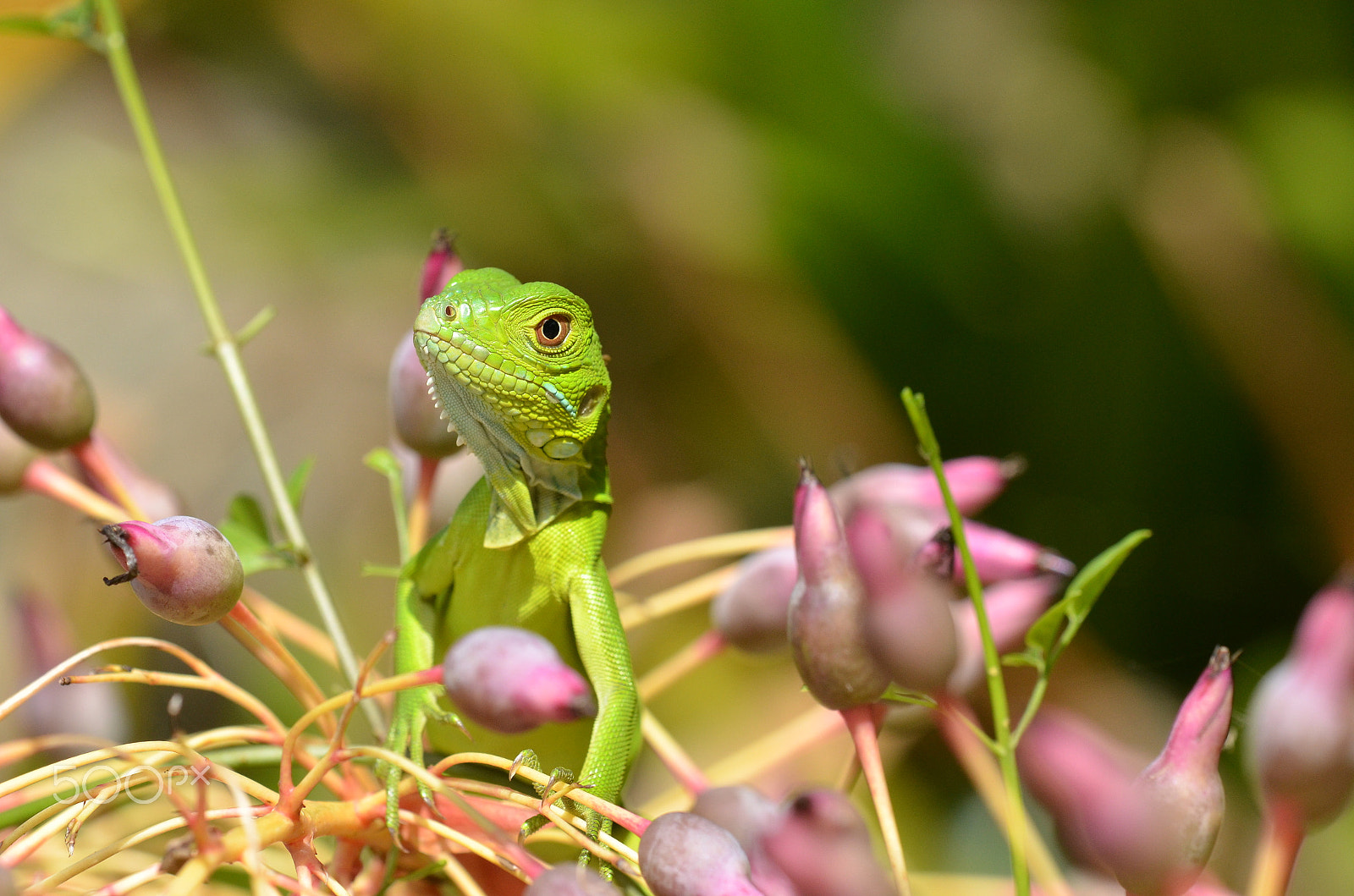 Tamron SP AF 180mm F3.5 Di LD (IF) Macro sample photo. Baby iguana.. photography