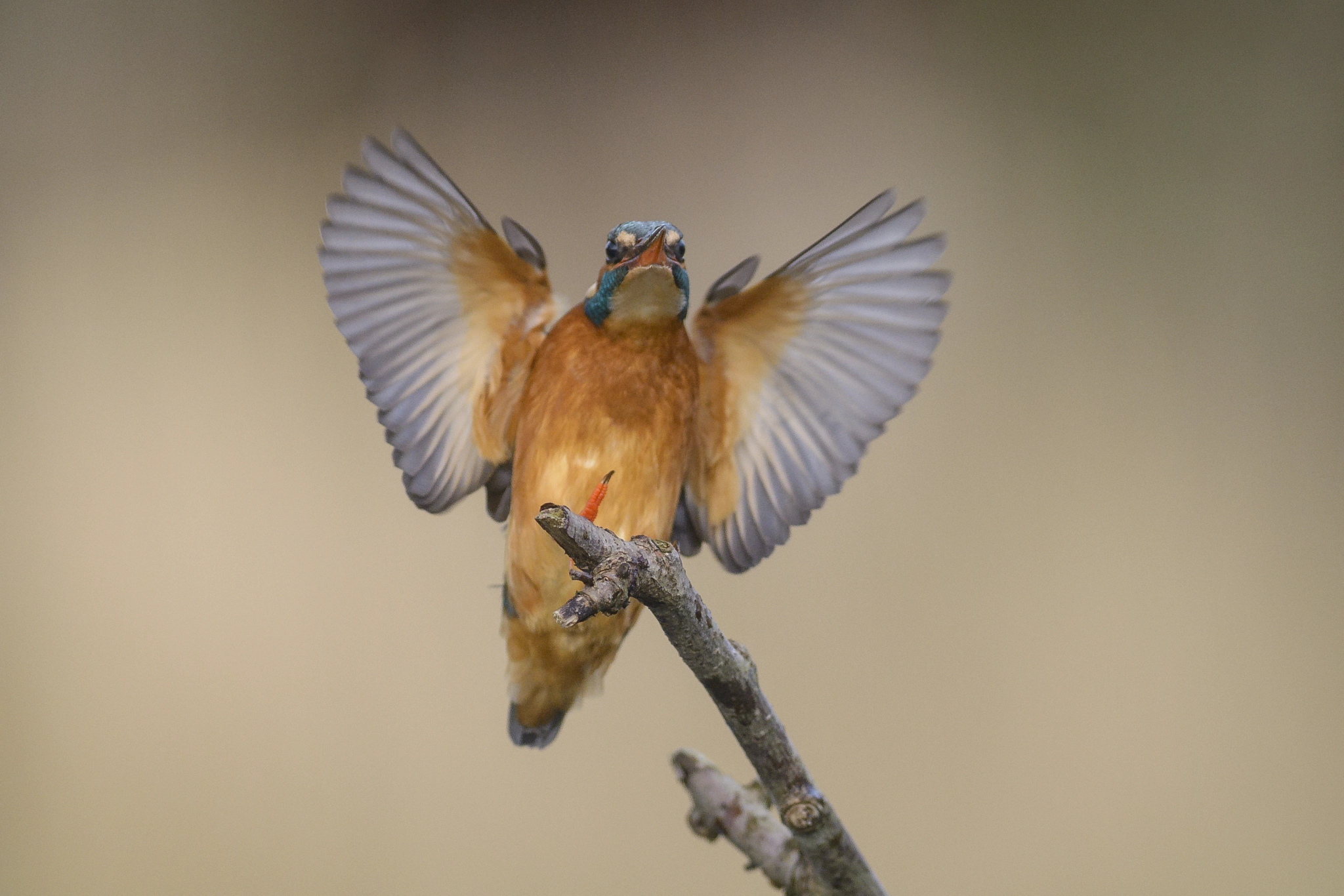 Nikon AF-S Nikkor 300mm F2.8G ED VR II sample photo. Here comes the king! photography