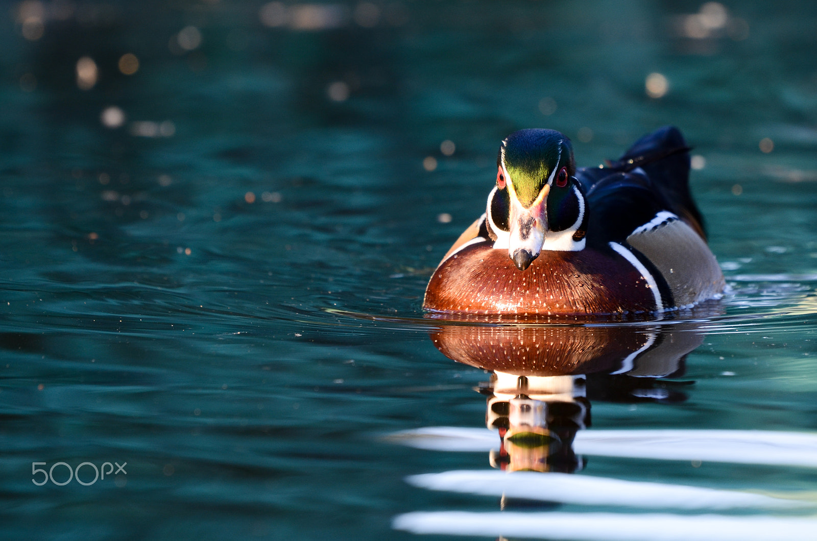 Nikon D7000 + Nikon AF Nikkor 24mm F2.8D sample photo. Wood duck photography