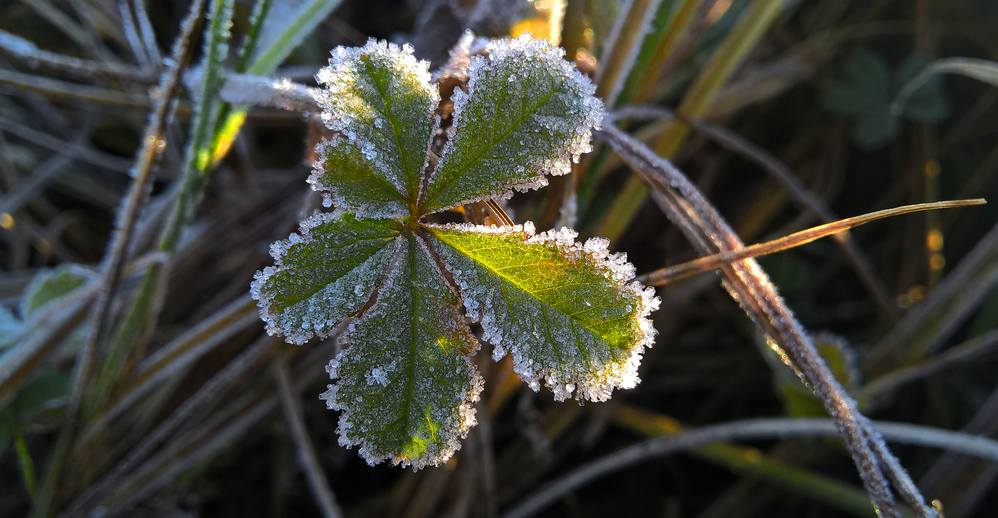 Microsoft Lumia 640 XL sample photo. Ice photography