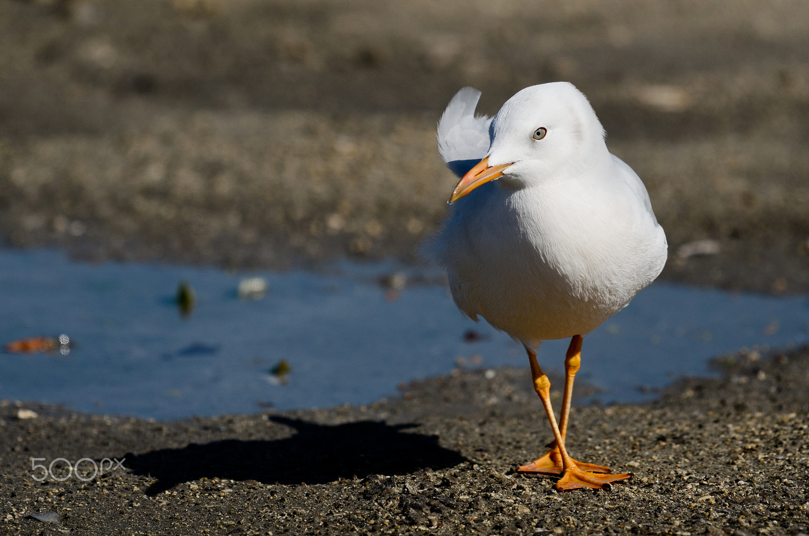 Nikon D7000 + Nikon AF Fisheye-Nikkor 16mm F2.8D sample photo. Seagull photography