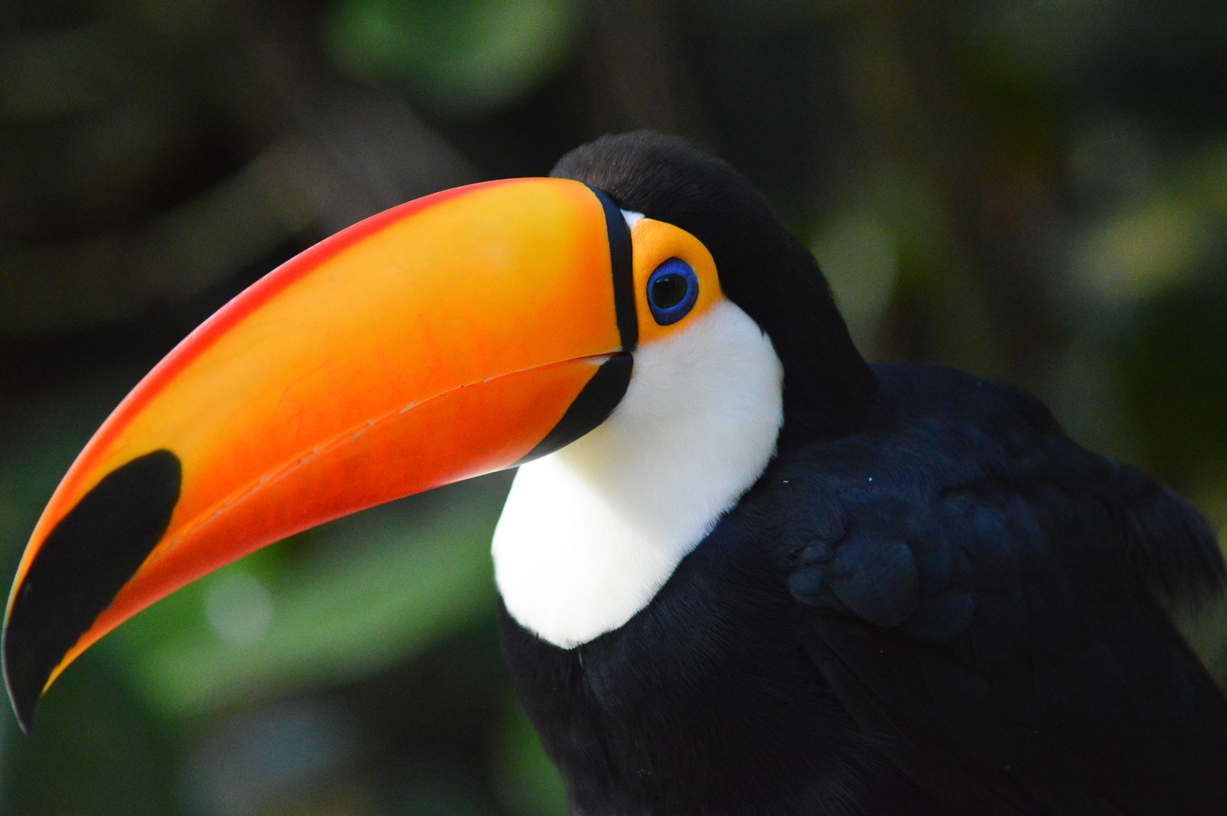 AF Zoom-Nikkor 35-80mm f/4-5.6D + 2x sample photo. Toucan photography