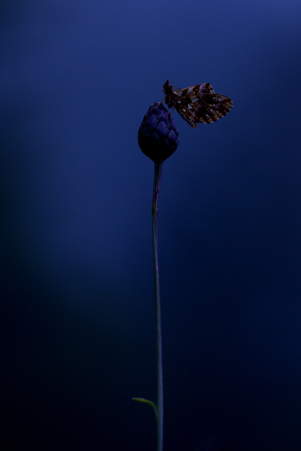 Sigma 150mm f/2.8 EX DG OS HSM APO Macro sample photo. Night fritillary photography