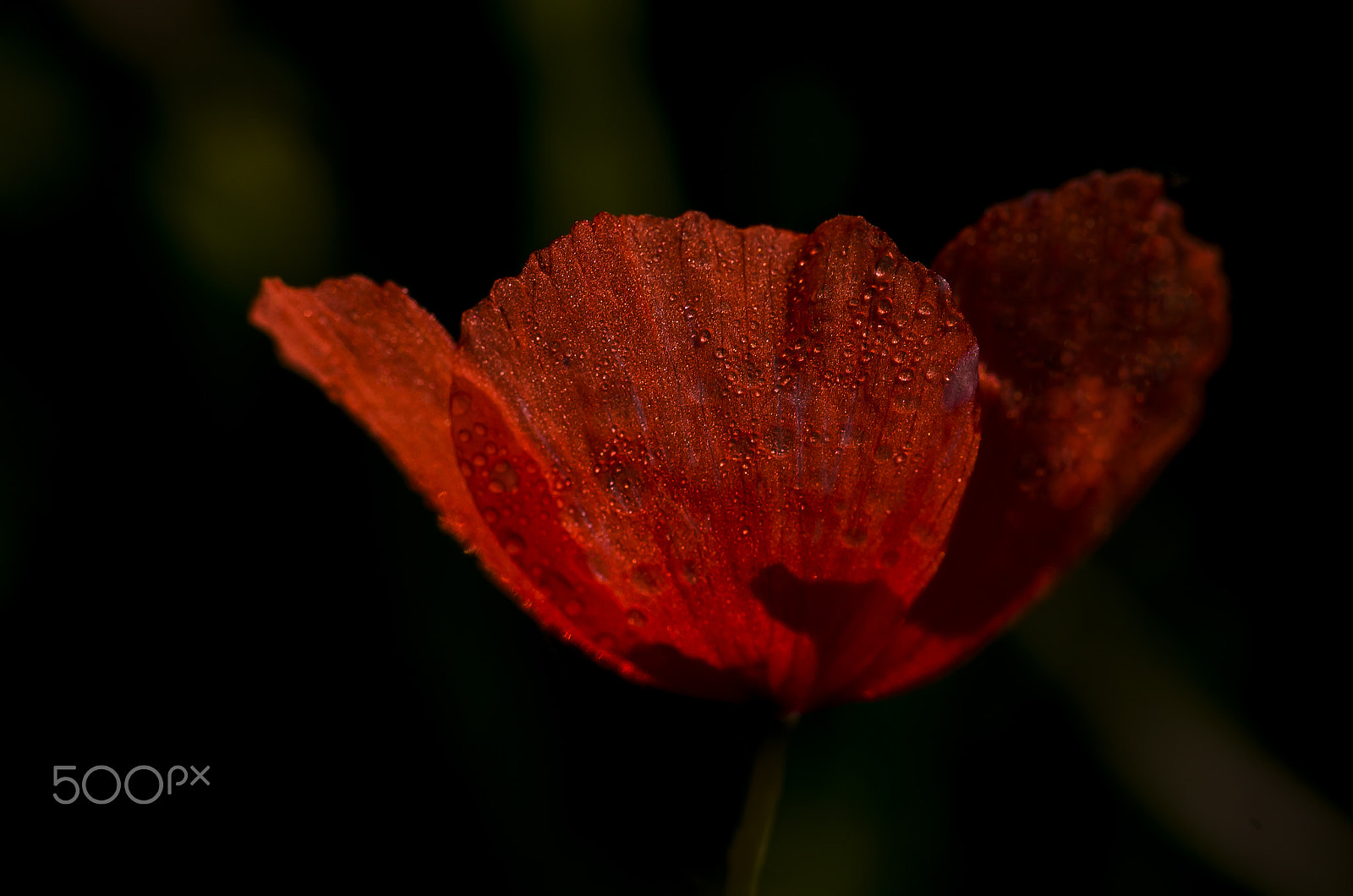 Nikon D7000 + AF Micro-Nikkor 105mm f/2.8 sample photo. In red photography