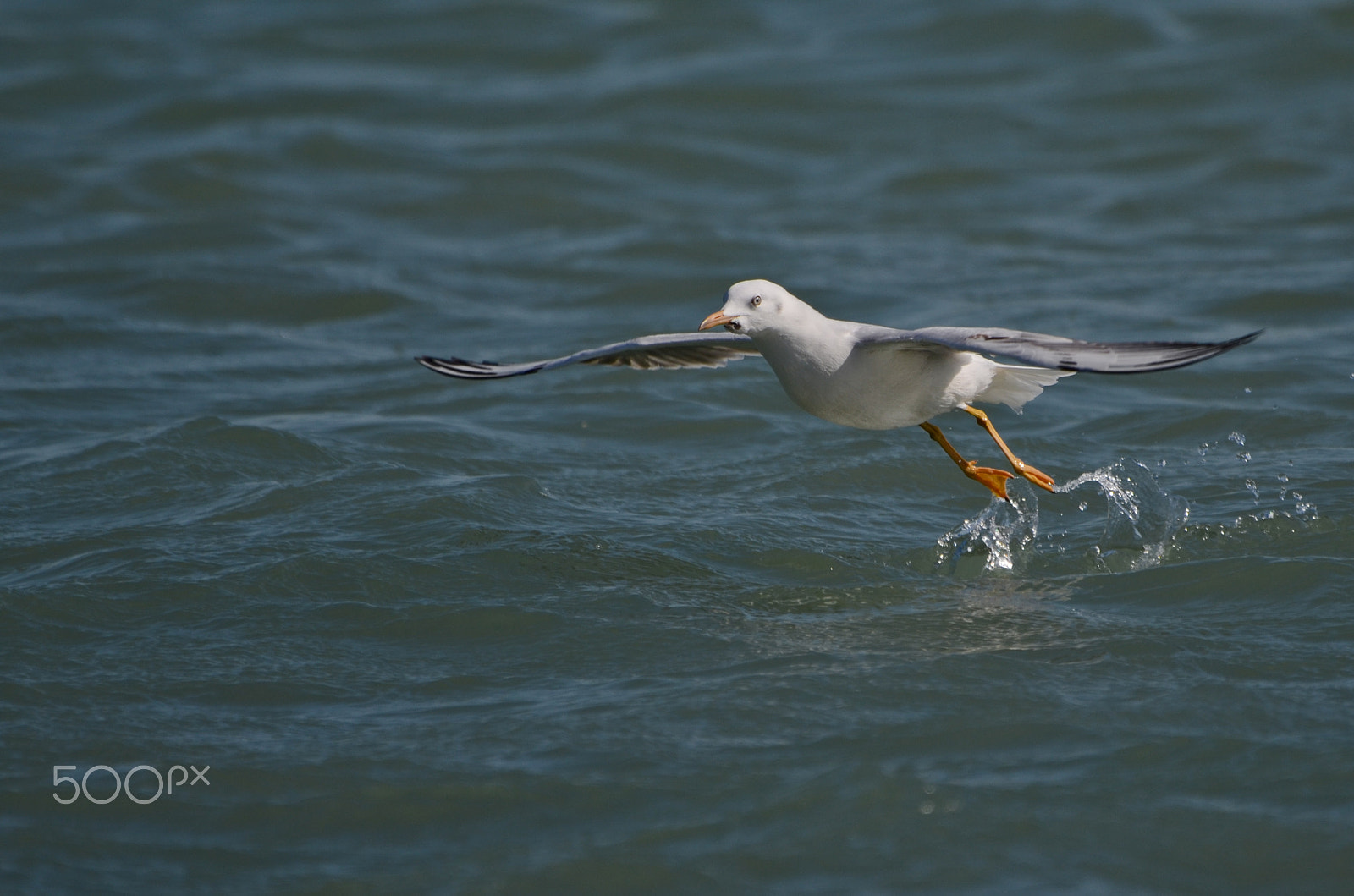 Nikon D7000 + Zeiss Milvus 85mm f/1.4 sample photo. Seagull photography