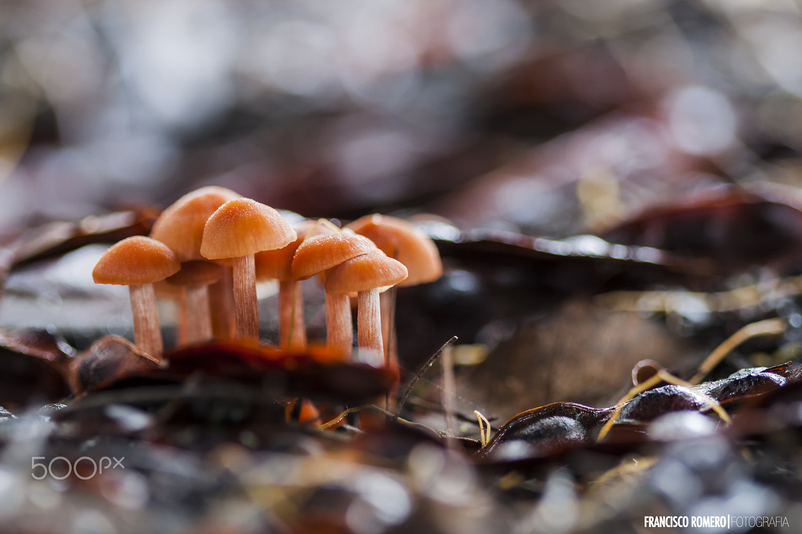 Canon EF 100mm F2.8 Macro USM sample photo. 03012016 doñana - 24 photography