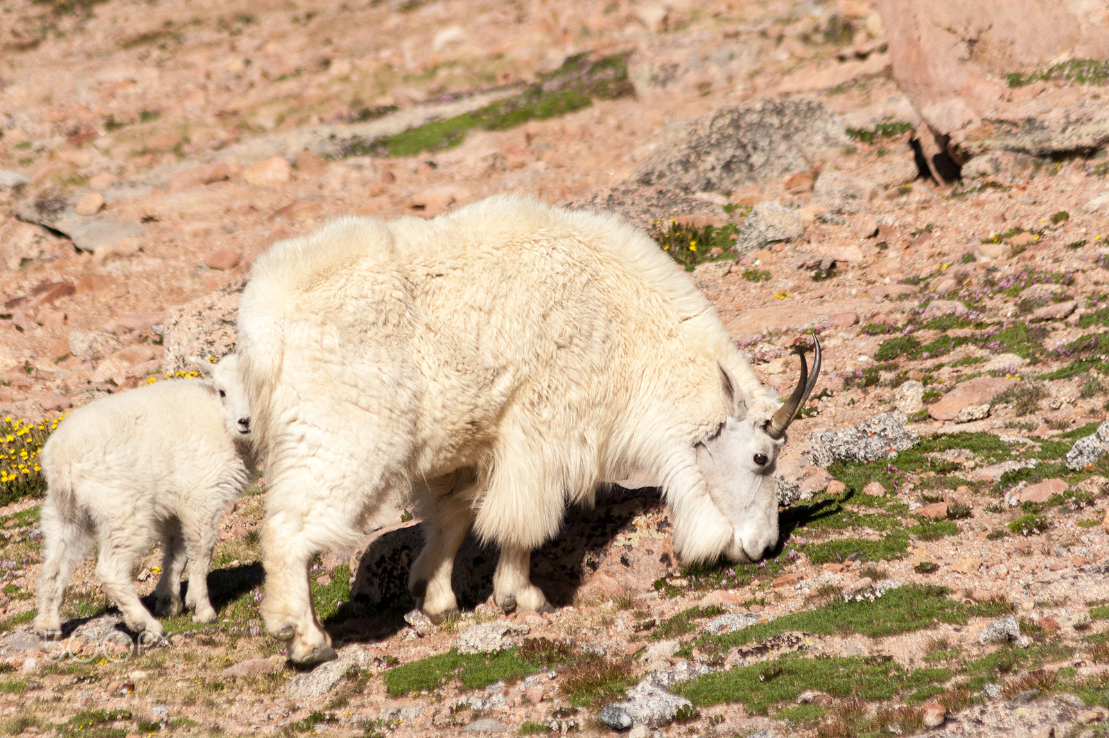 Canon EOS 30D + Canon EF 75-300mm F4.0-5.6 IS USM sample photo. Mountain goat nanny and kid photography