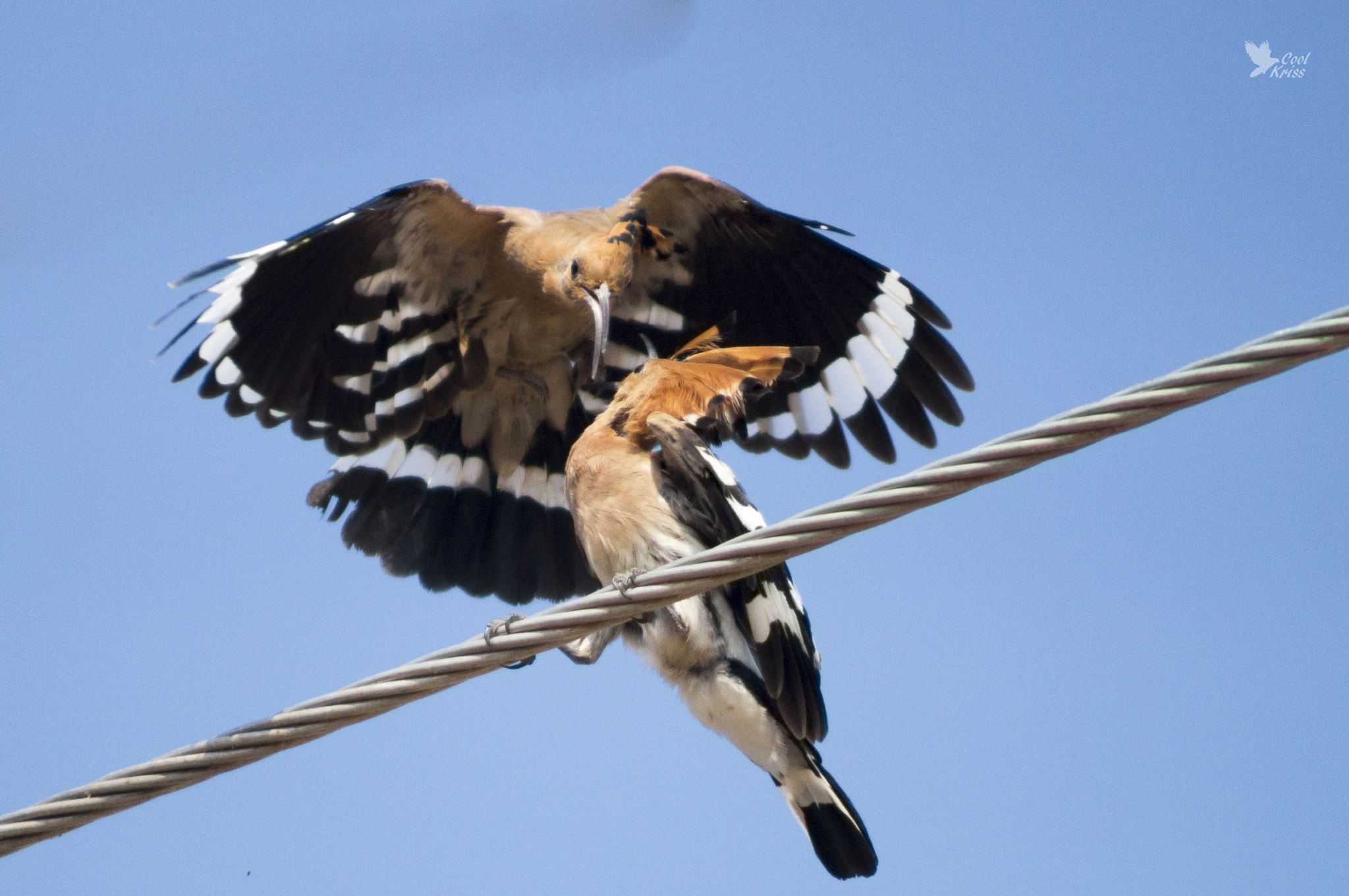 Sony 75-300mm F4.5-5.6 sample photo. Common hoopoe fight photography