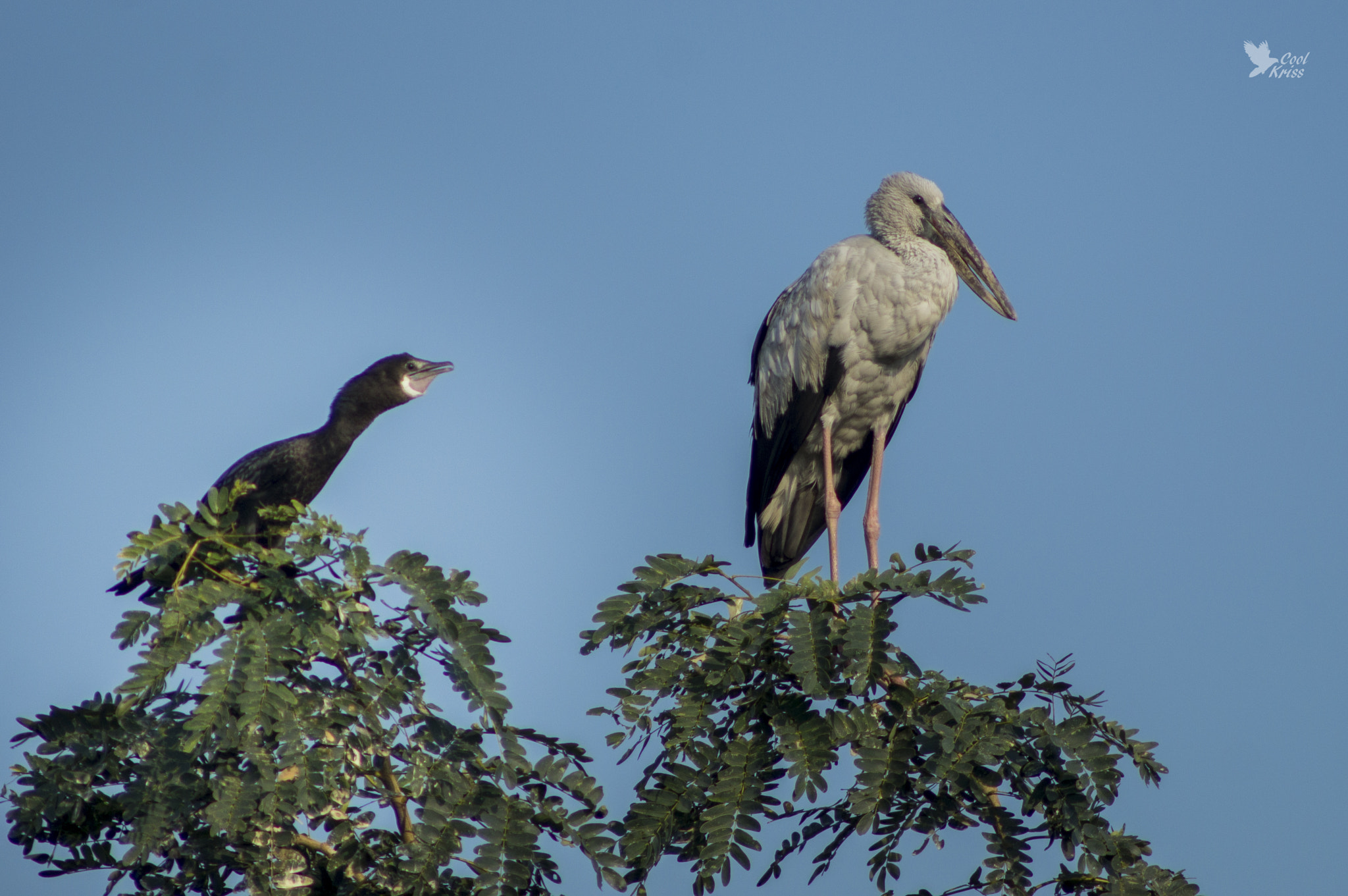 Sony 75-300mm F4.5-5.6 sample photo. Cormorant and obs photography
