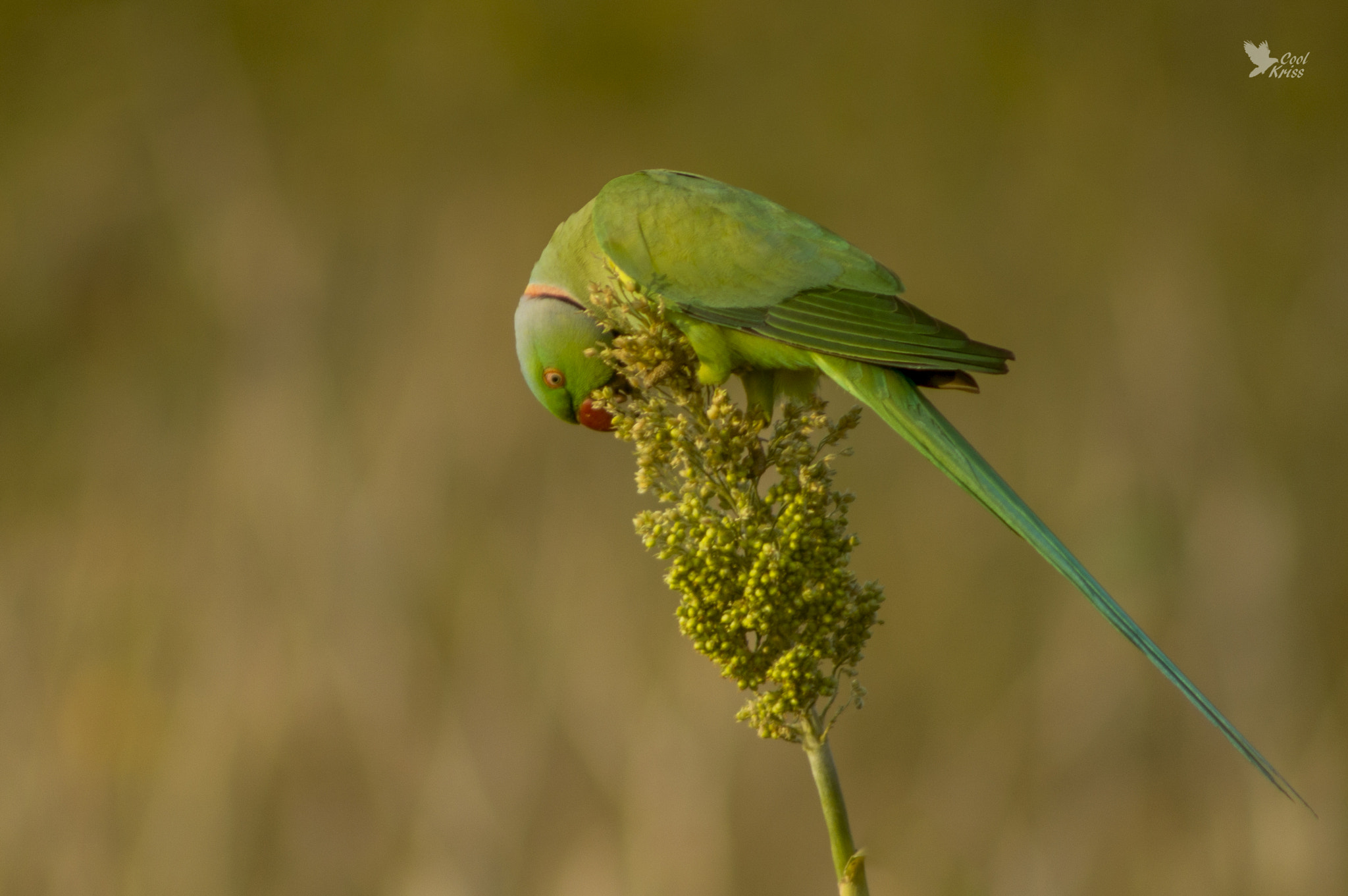 Sony 75-300mm F4.5-5.6 sample photo. Rose ringed parakeet photography