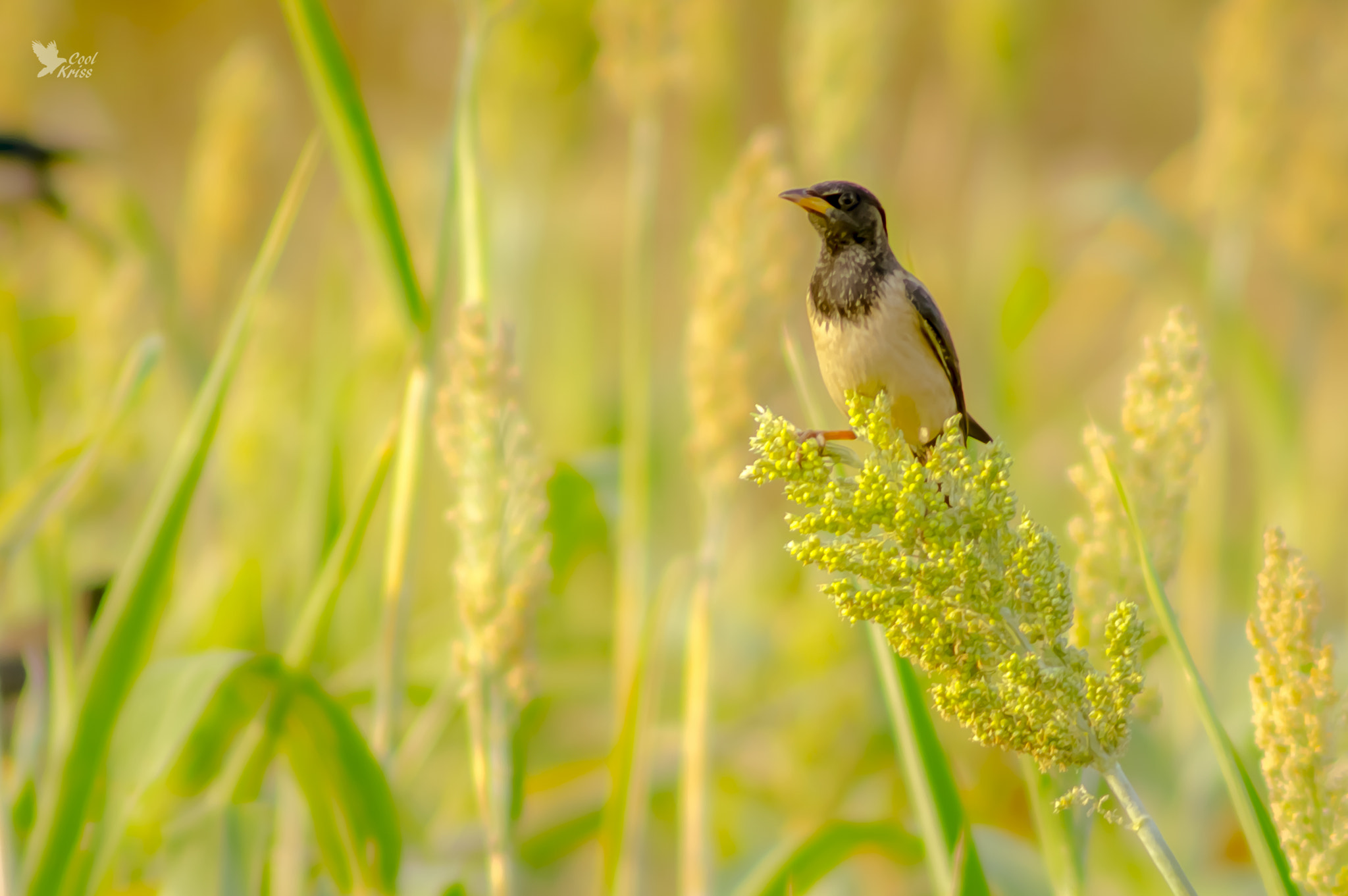 Sony 75-300mm F4.5-5.6 sample photo. Rosy starling photography