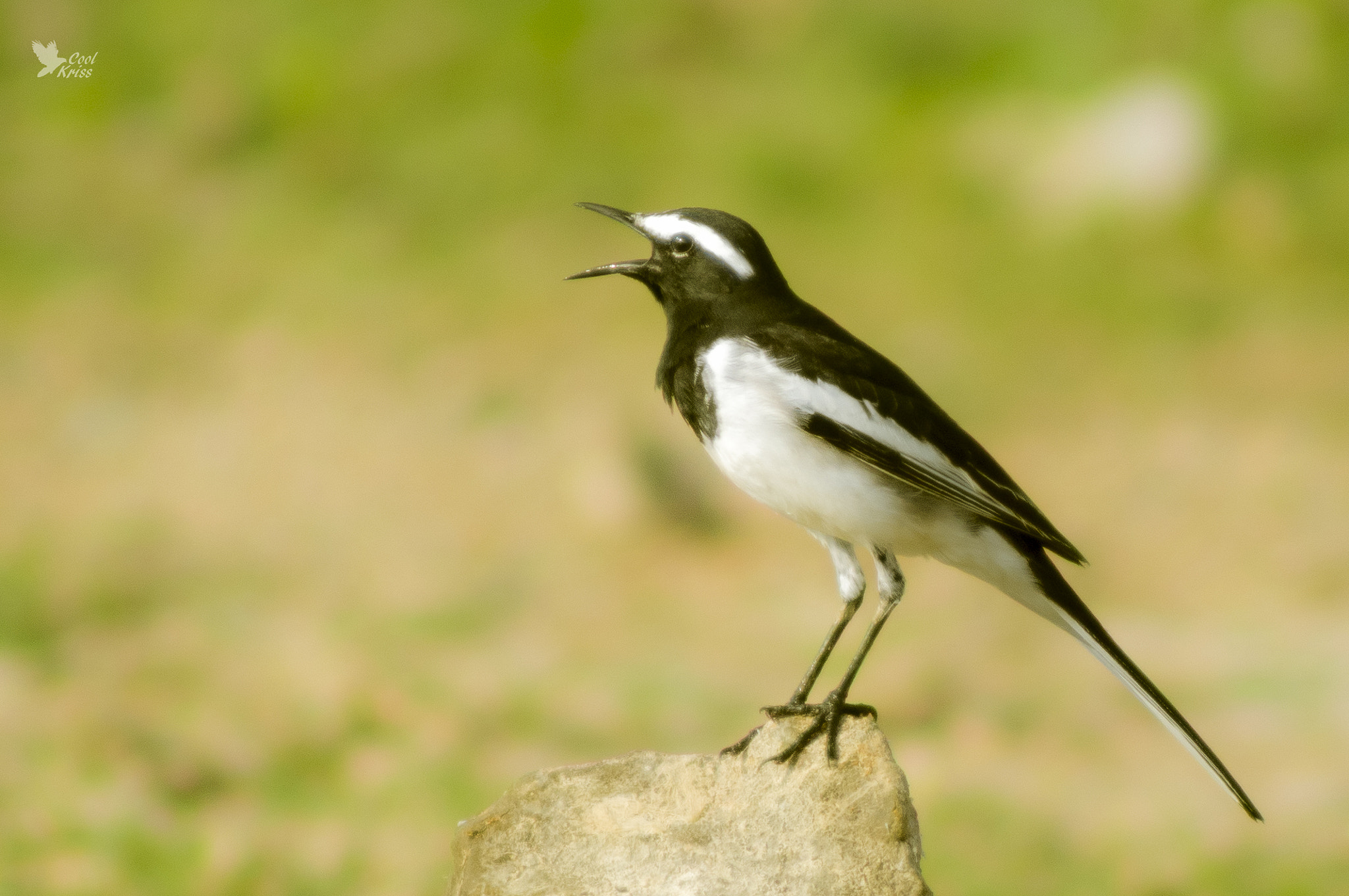 Sony 75-300mm F4.5-5.6 sample photo. White browed wagtail photography
