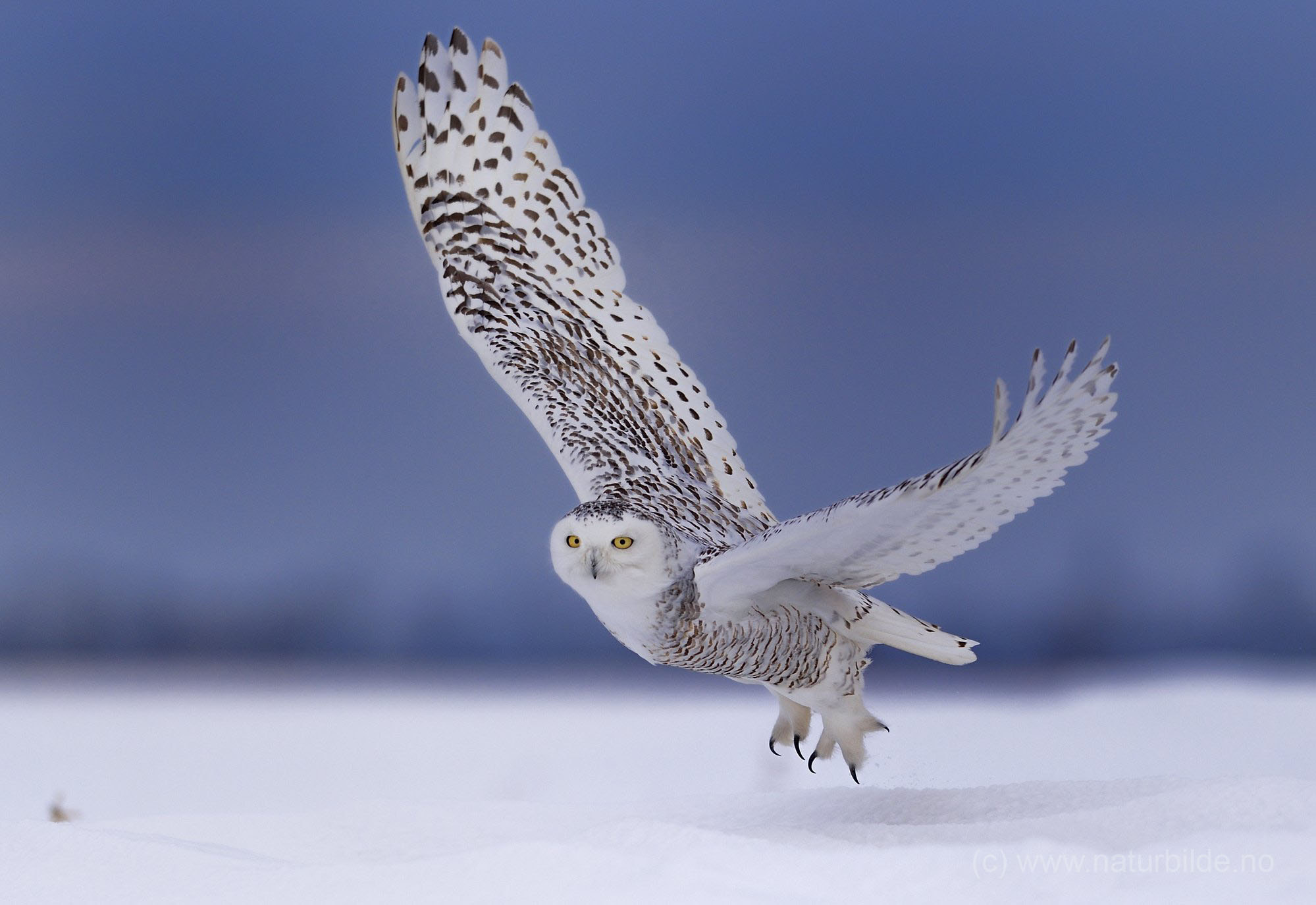 Nikon D4S + AF-S Nikkor 300mm f/2.8D IF-ED II sample photo. Afternoon snowy owl photography