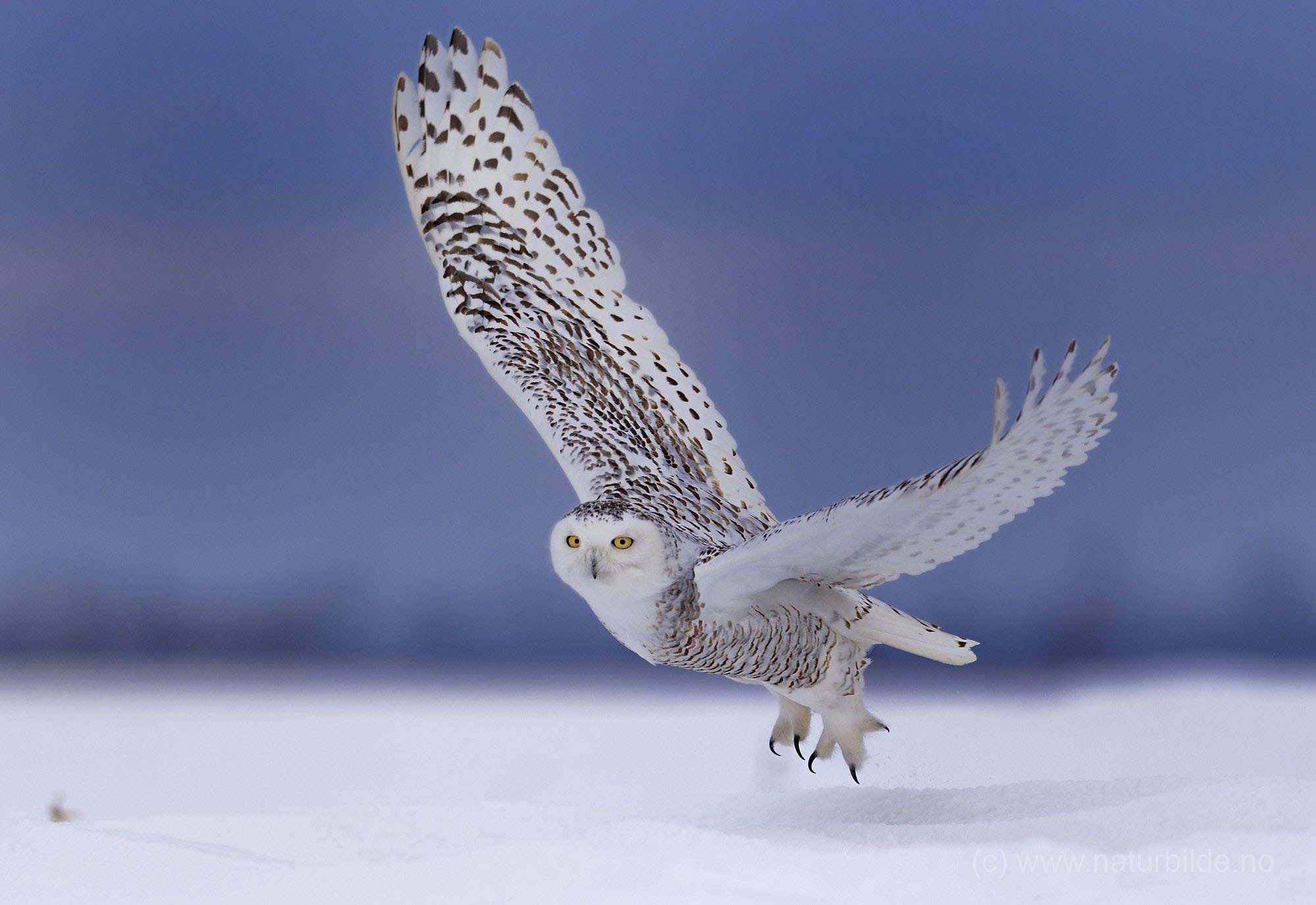 AF-S Nikkor 300mm f/2.8D IF-ED II sample photo. Afternoon snowy owl photography