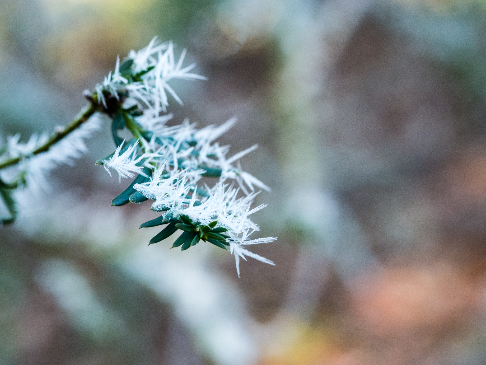 Olympus M.Zuiko Digital ED 60mm F2.8 Macro sample photo. Evergreen branch with hoar frost photography