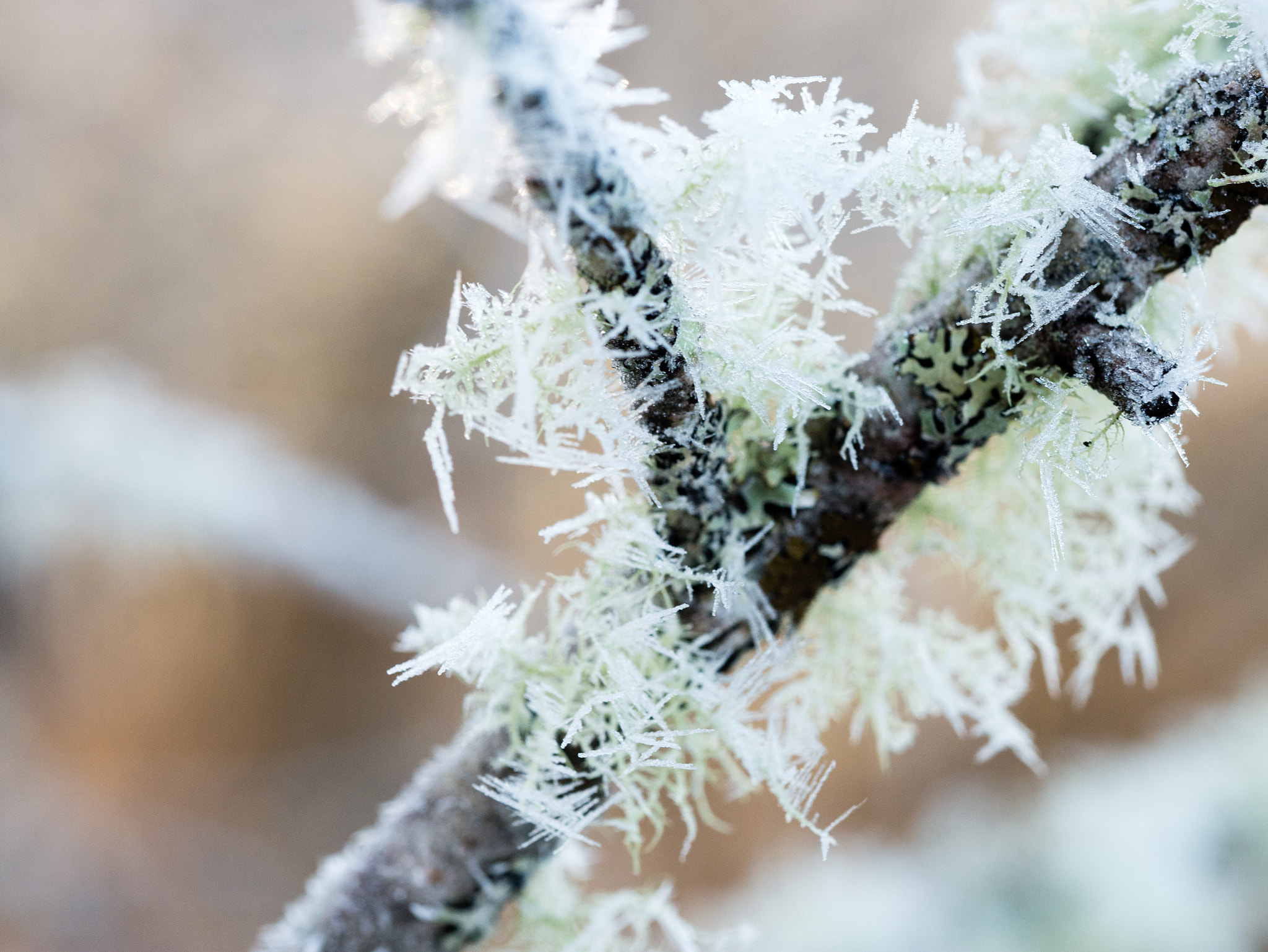 Olympus M.Zuiko Digital ED 60mm F2.8 Macro sample photo. Frosty branch photography