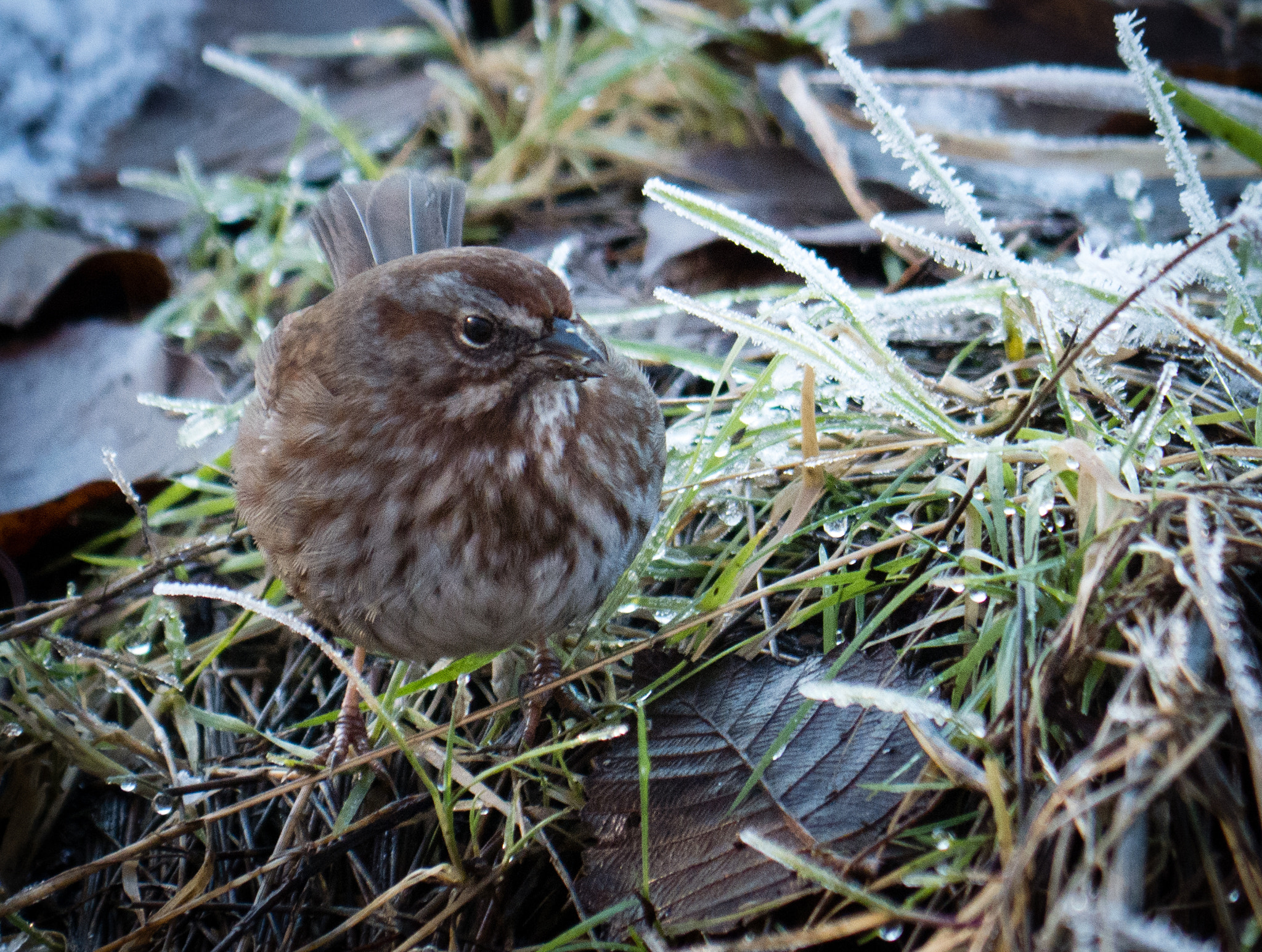 Panasonic Lumix DMC-GX7 sample photo. Small bird photography