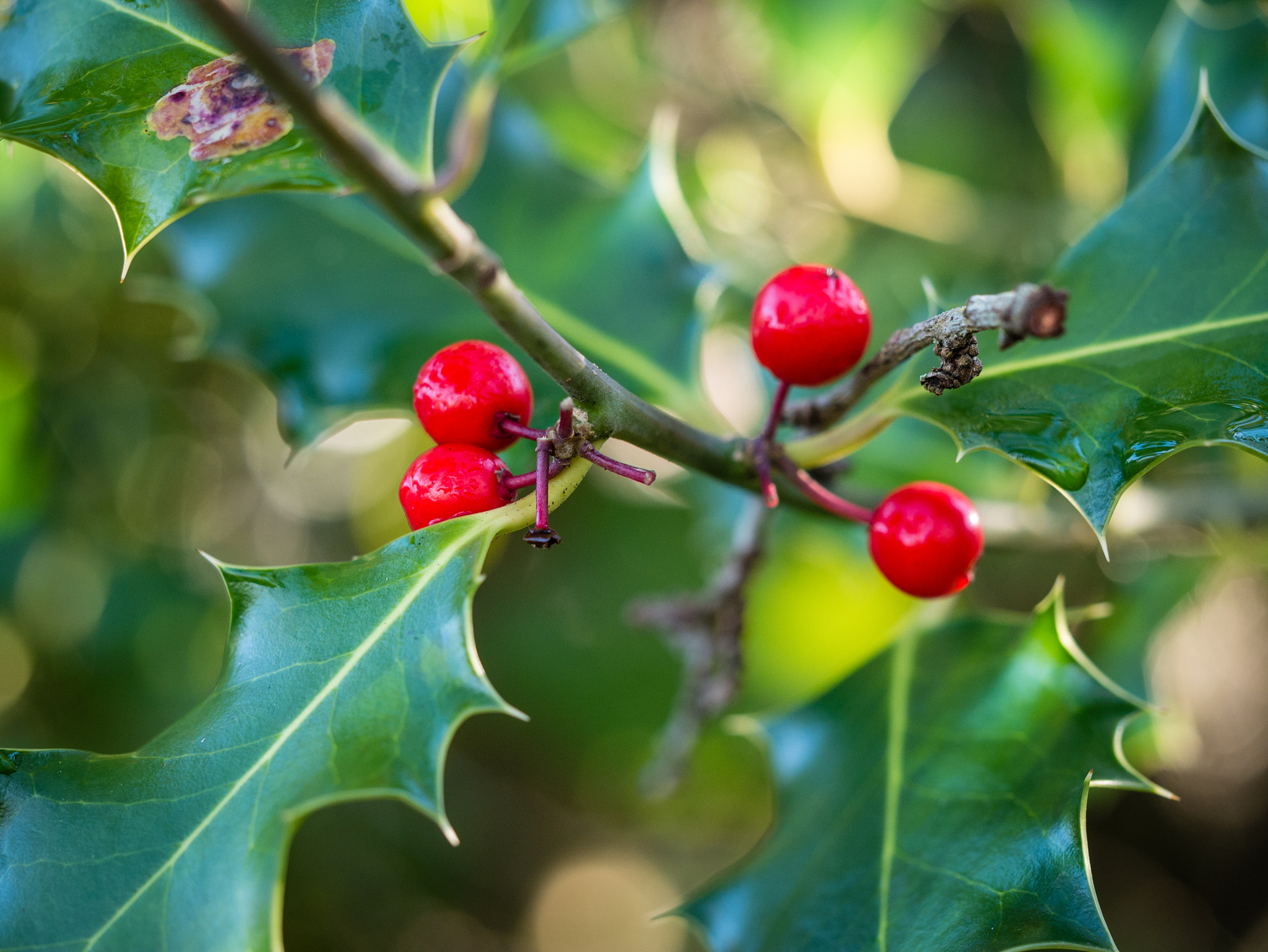 Olympus M.Zuiko Digital ED 60mm F2.8 Macro sample photo. Holly berries photography