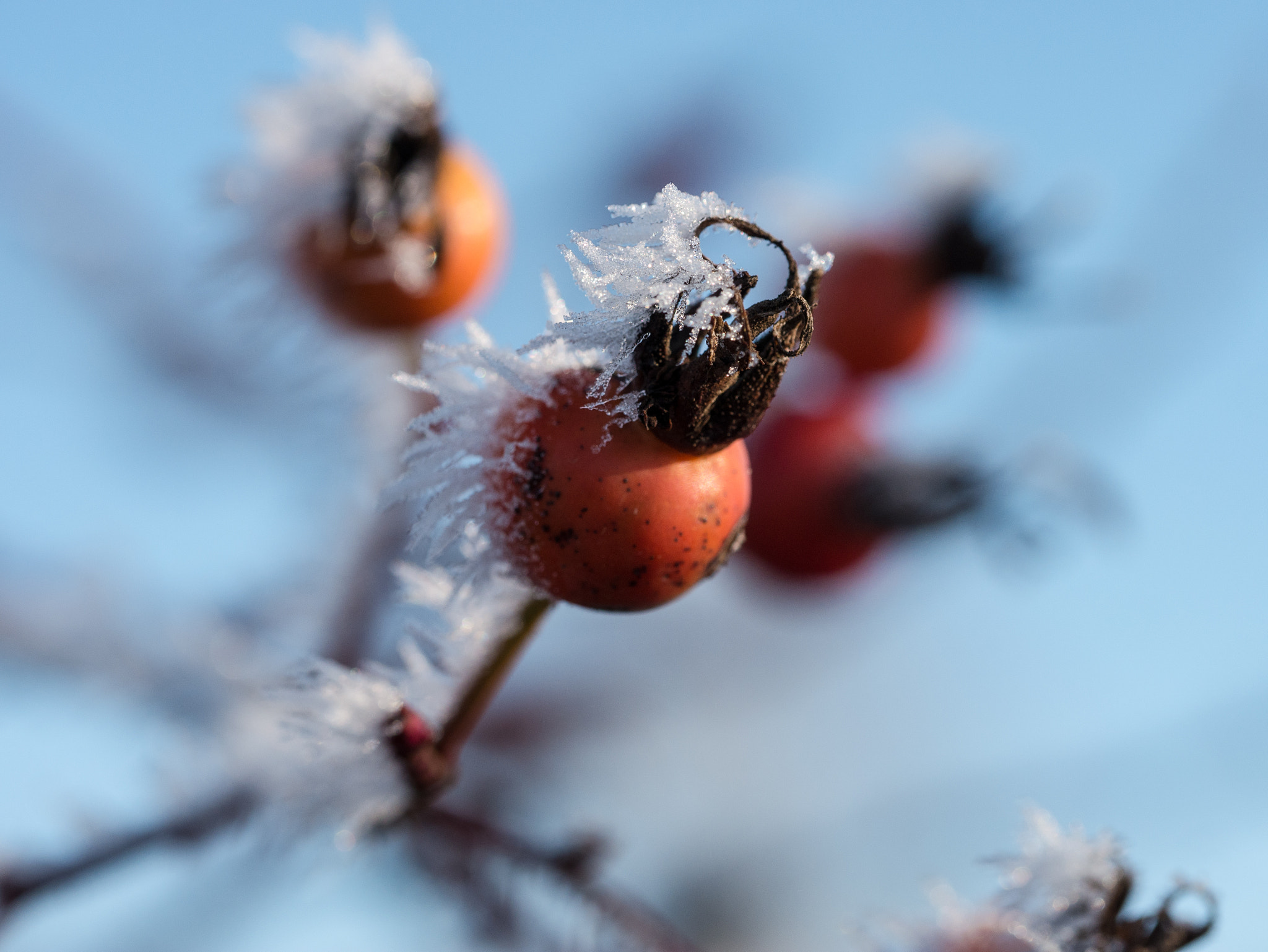 Olympus M.Zuiko Digital ED 60mm F2.8 Macro sample photo. Frosted rose hops photography
