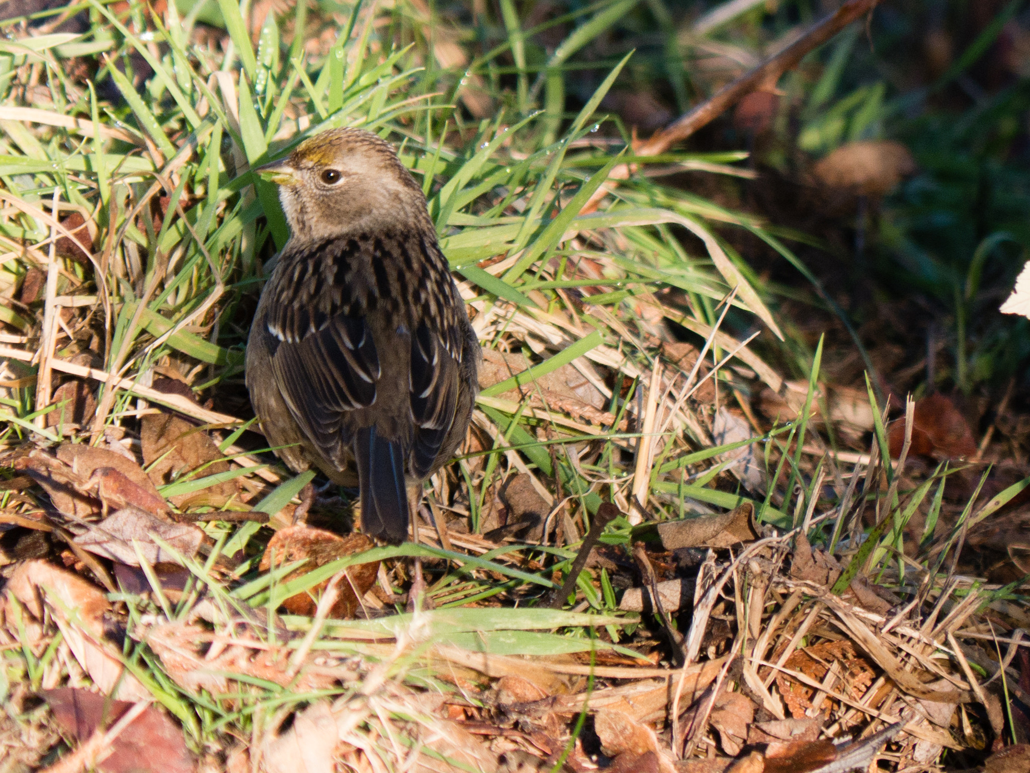 Panasonic Lumix DMC-GX7 sample photo. Bird in the frozen marsh photography