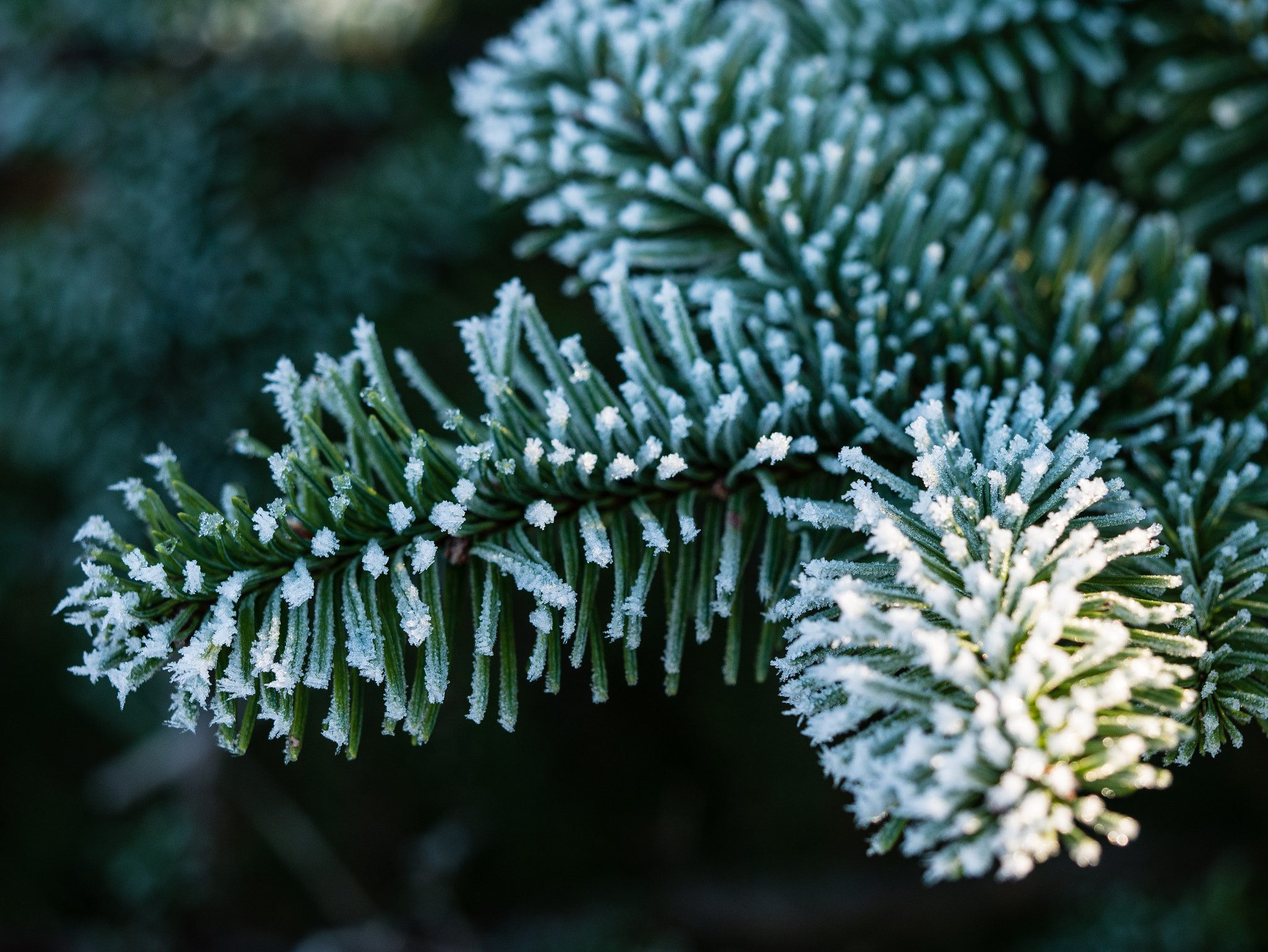 Olympus M.Zuiko Digital ED 60mm F2.8 Macro sample photo. Evergreen photography