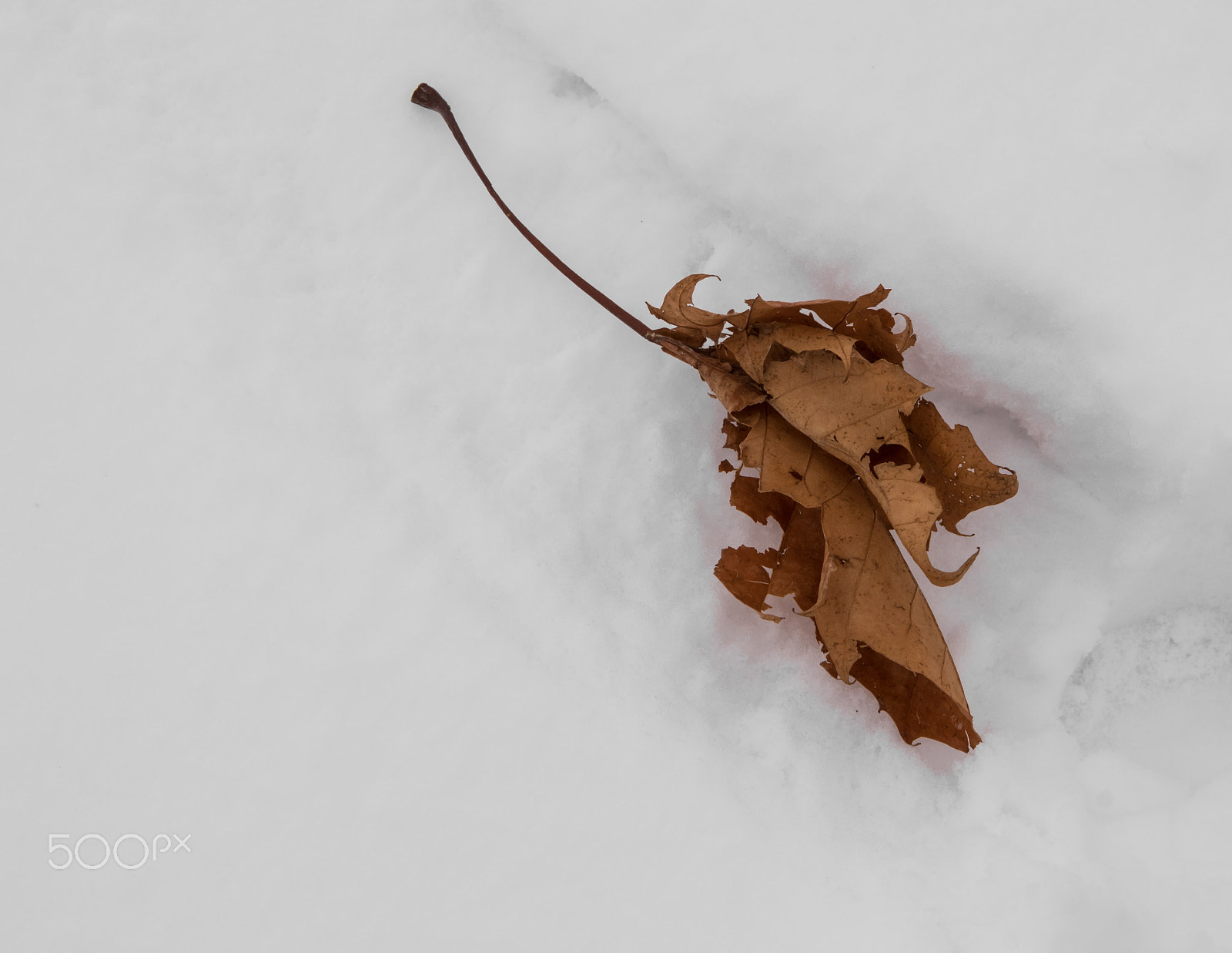 Canon EOS 760D (EOS Rebel T6s / EOS 8000D) + Canon EF 500mm F4L IS USM sample photo. Fallen maple leaf photography