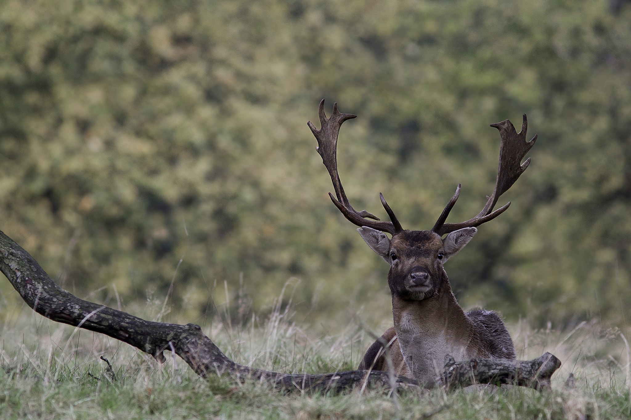 Canon EF 300mm F4L IS USM sample photo. Red deer at rest. photography